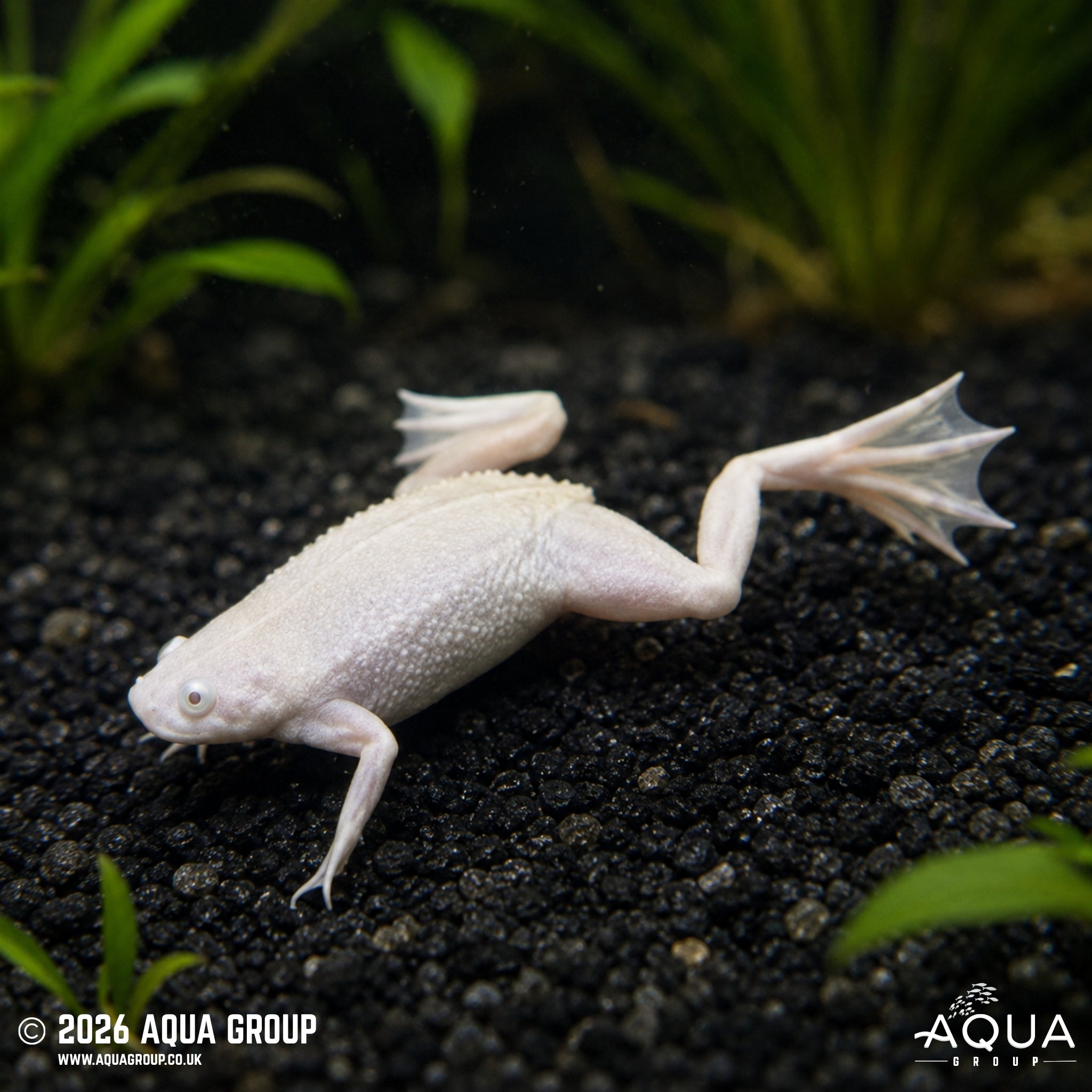 Platinum African Dwarf Frog - Hymenochirus boettgeri