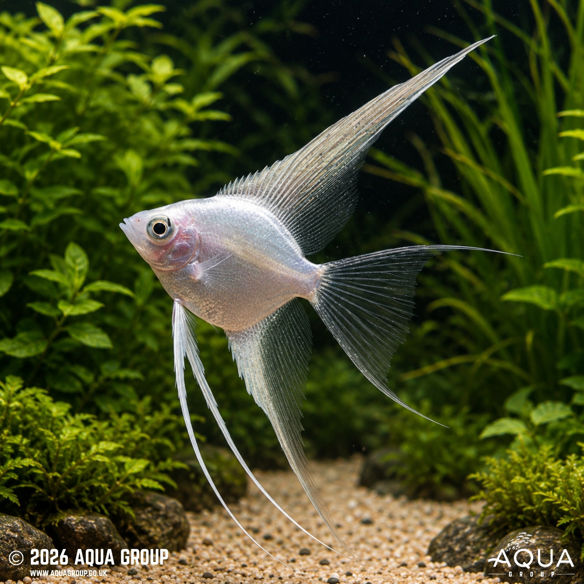 Platinum Veil Tail Angelfish - Pterophyllum scalare