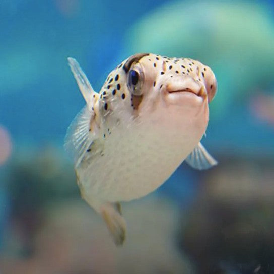 Porcupine Puffer