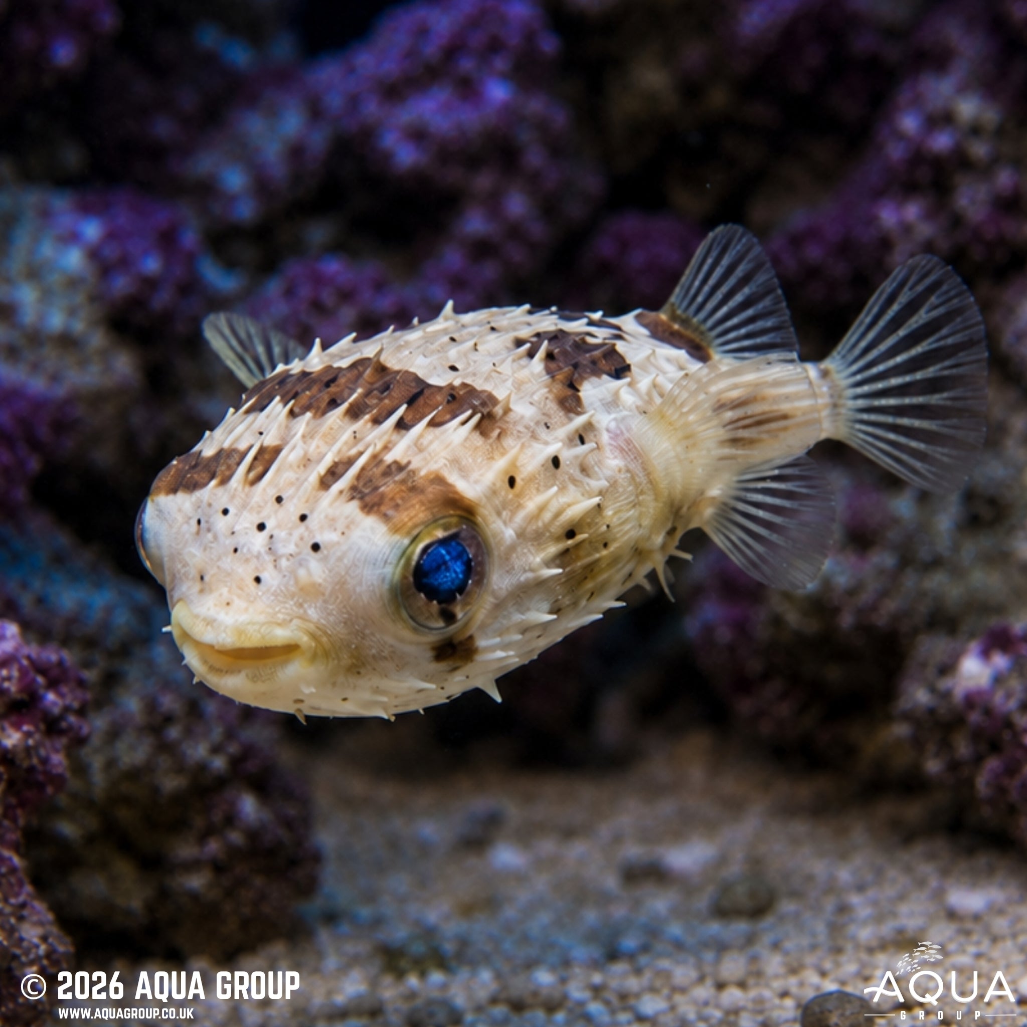 Porcupine Puffer - Diodon holocanthus - Aqua Group