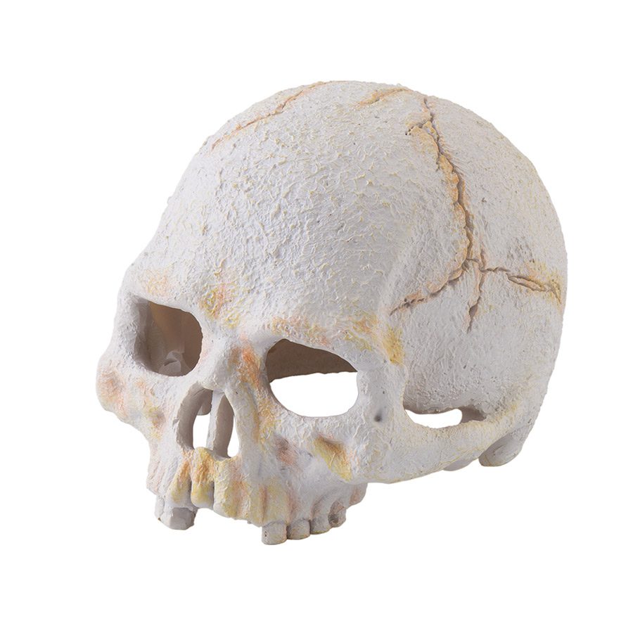 Primate Skull Small