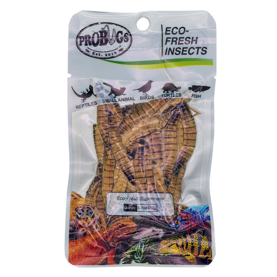 ProBugs 15-pack Eco Fresh Superworm, 20g
