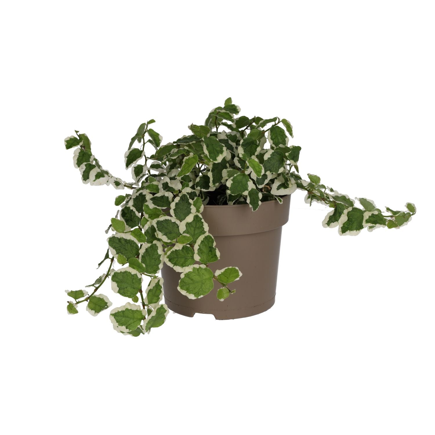 ProRep Live Plant Creeping Fig Variegated - Large