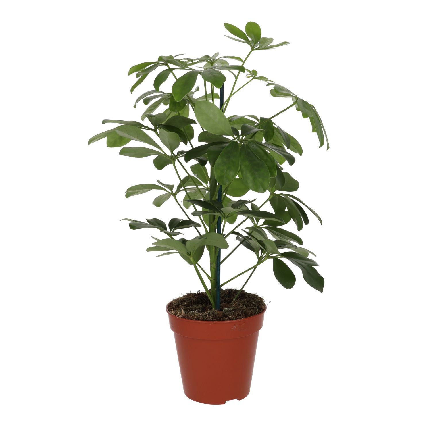 ProRep Live Plant Dwarf Umbrella Tree - Large