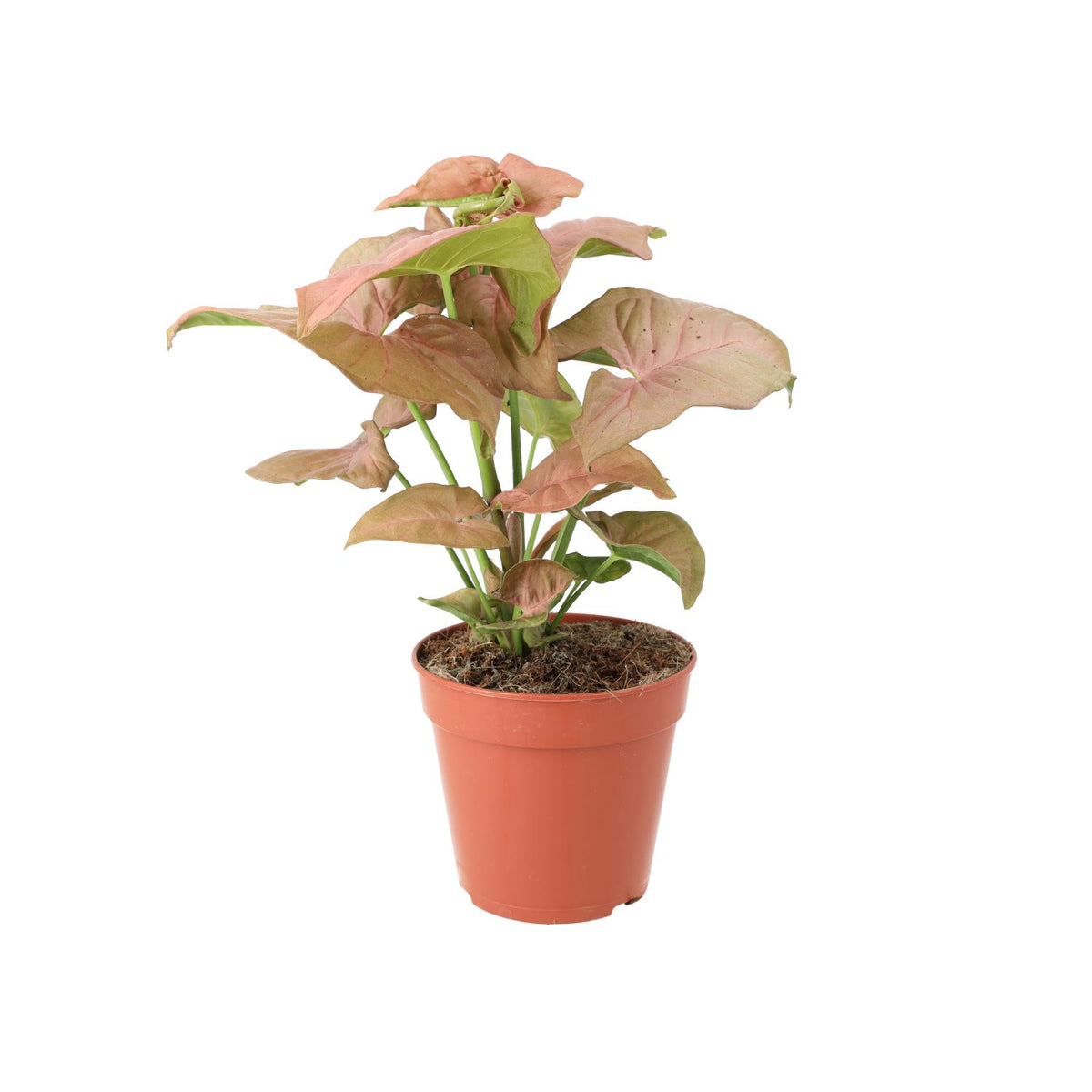 16+ Pink Arrowhead Vine ProRep Live plant. Arrowhead Vine ‘Pink’ (Large)