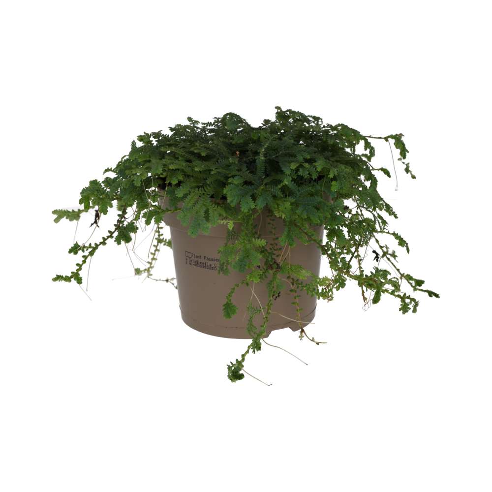 ProRep Live plant. Selaginella ‘Peacock’ (Large)