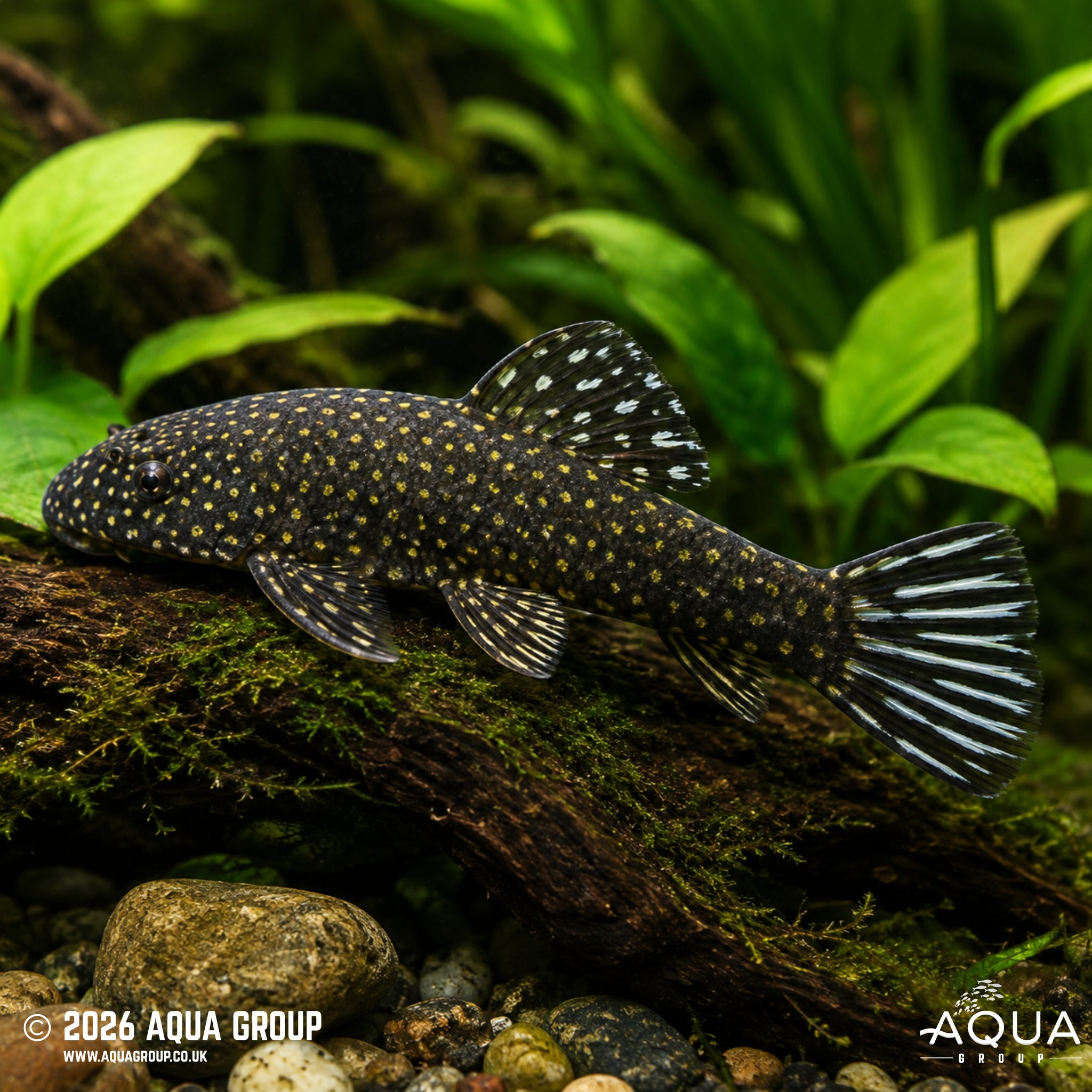 Pseudogastromyzon Ctenocephalus Loach - Pseudogastromyzon Ctenocephalus