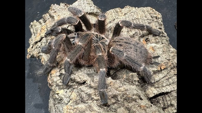 Pterinochilus Murinus DCF Kenya - Sling