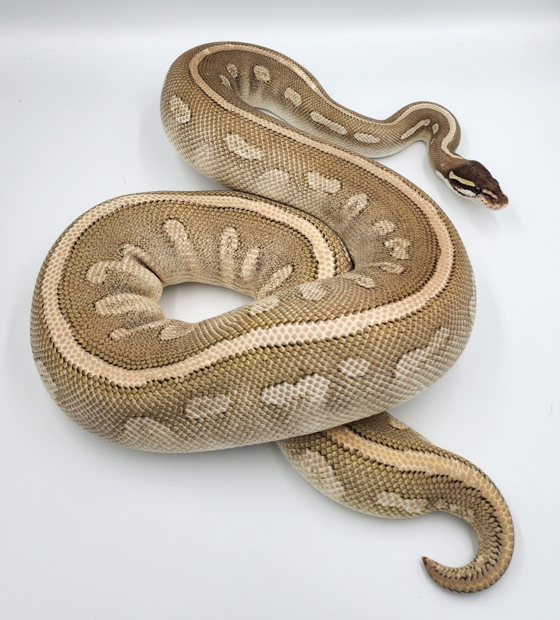 Purple Passion Spotnose Royal Python 2019 (Female)