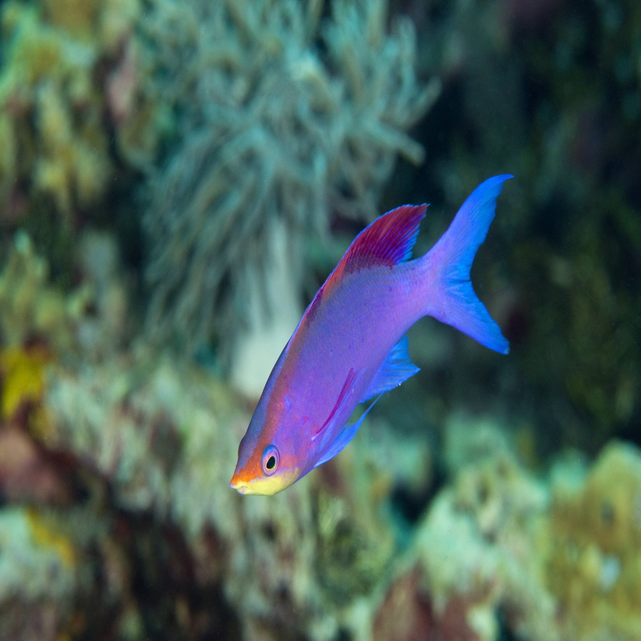 Purple Queen Anthias (Tukas)