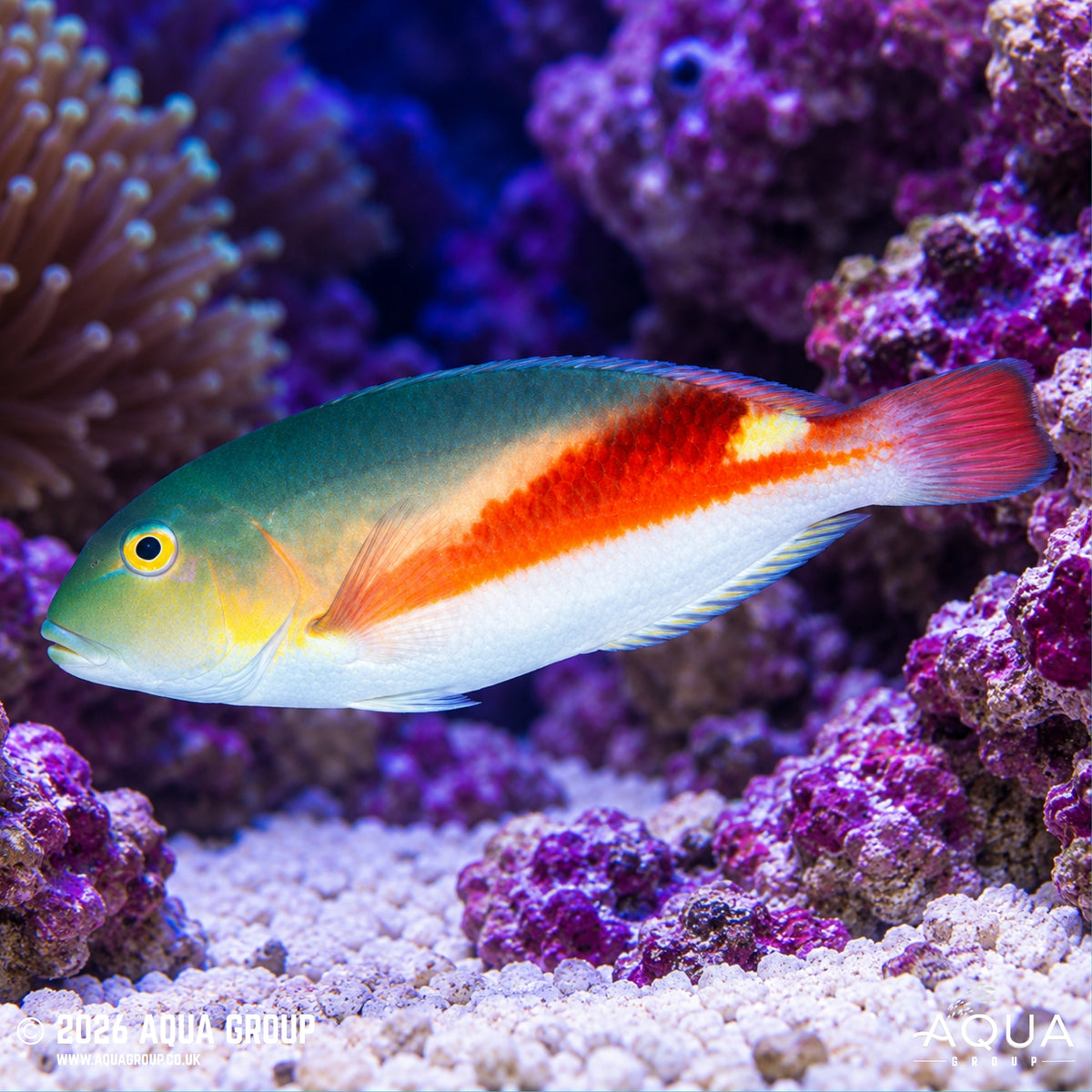 Purple Eyebrowed Tuskfish -  Choerodon zamboangae