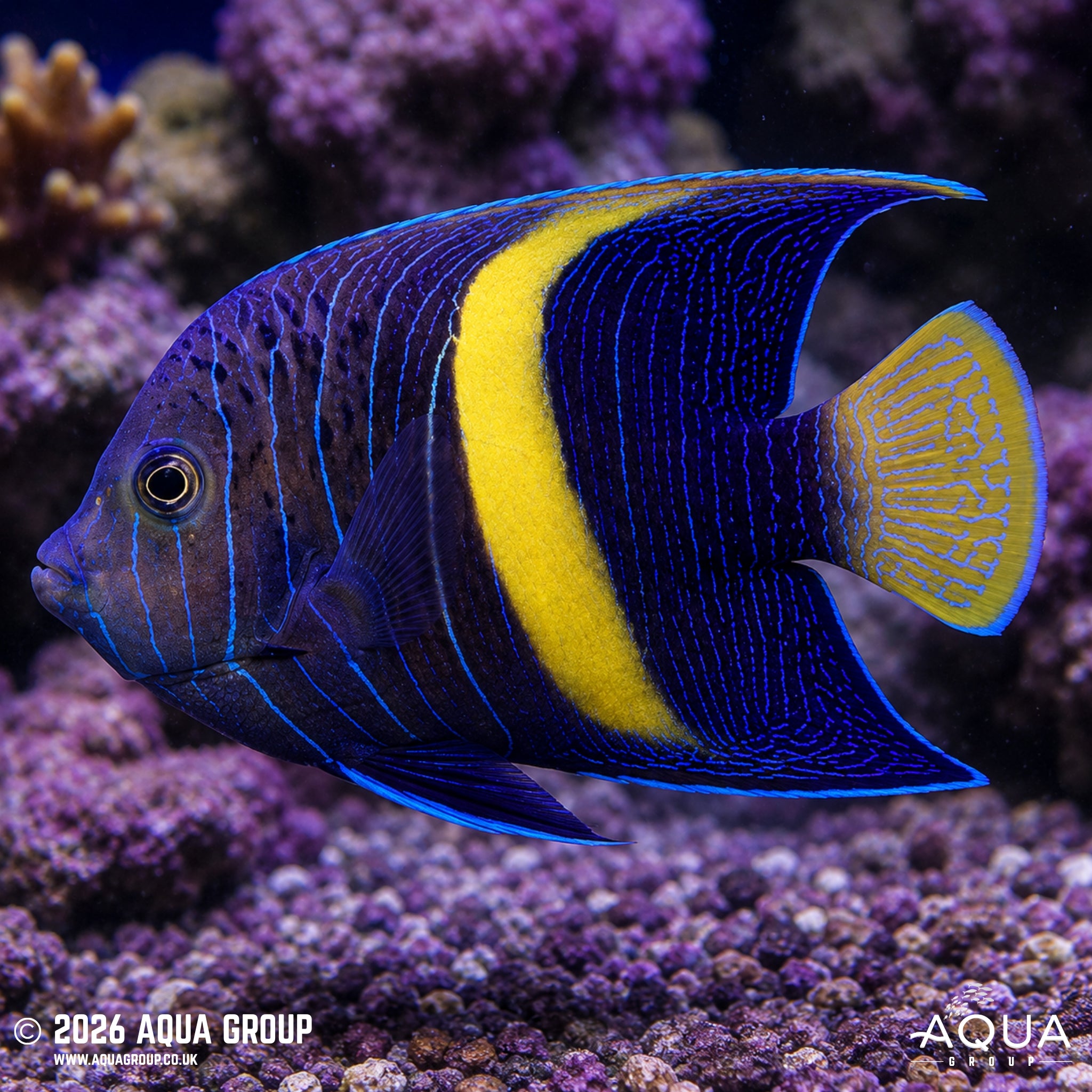 Purple Moon Angelfish - Pomacanthus maculosus