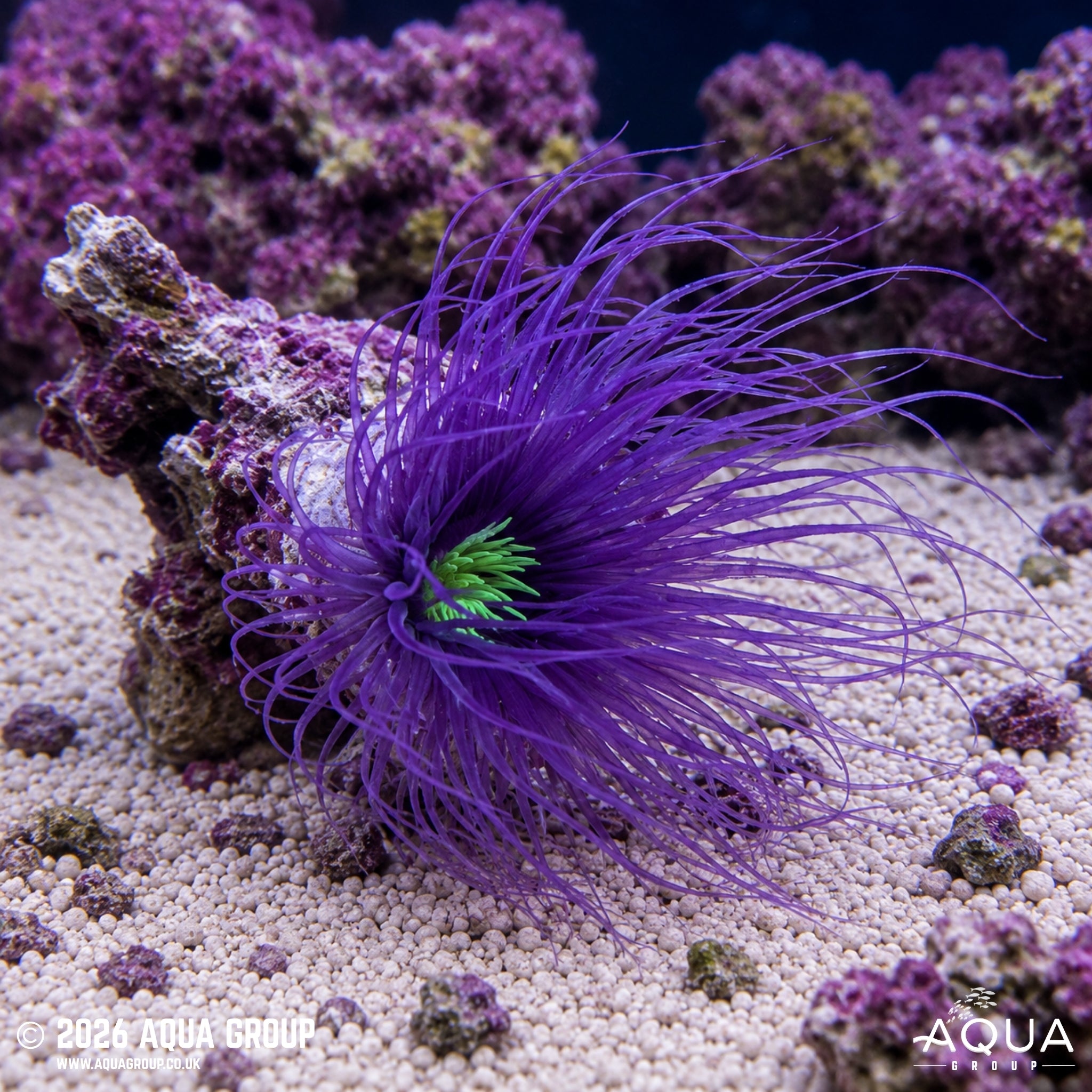 Purple Tube Anemone - Cerianthus sp.