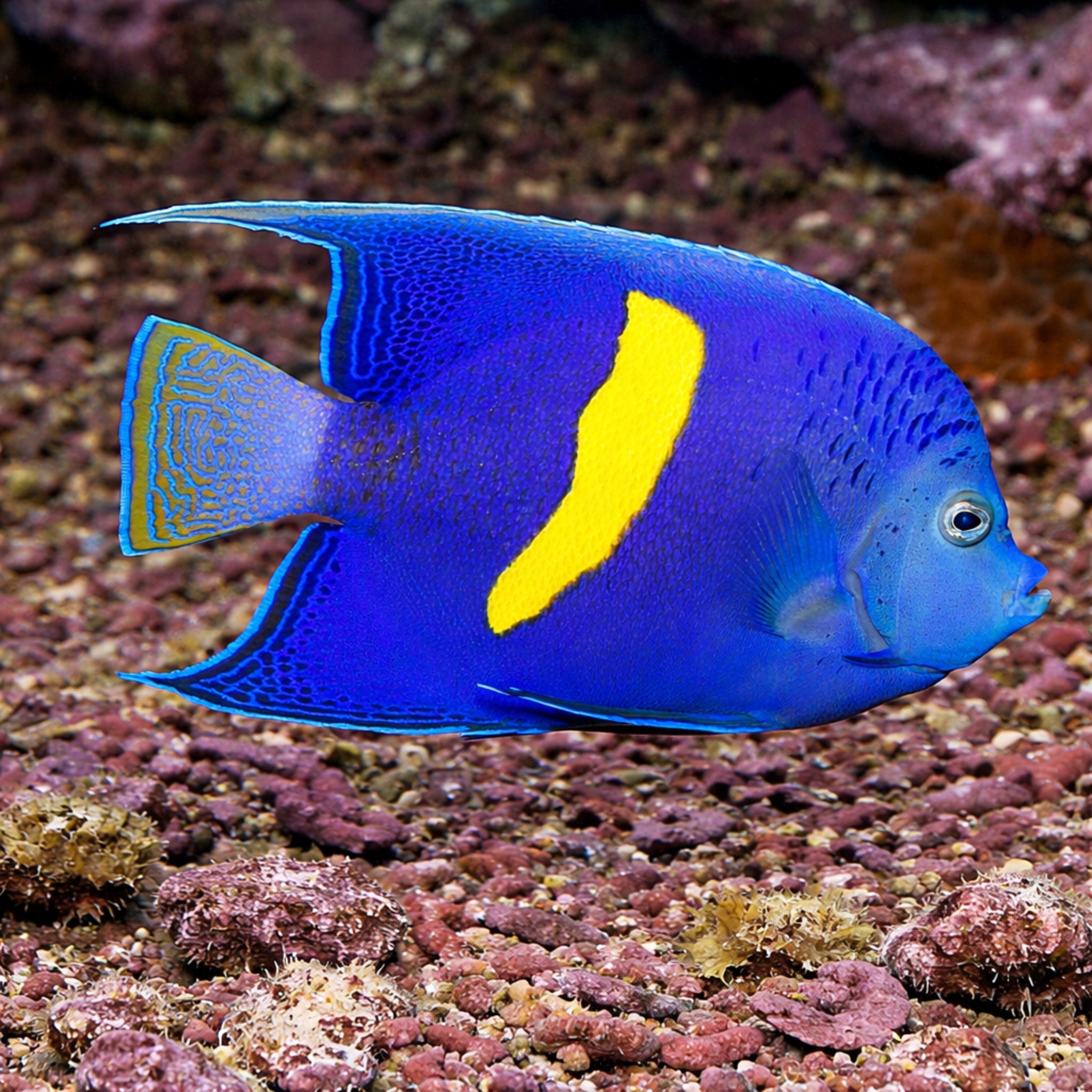 Purple Moon Angelfish [Pomacanthus maculosus]