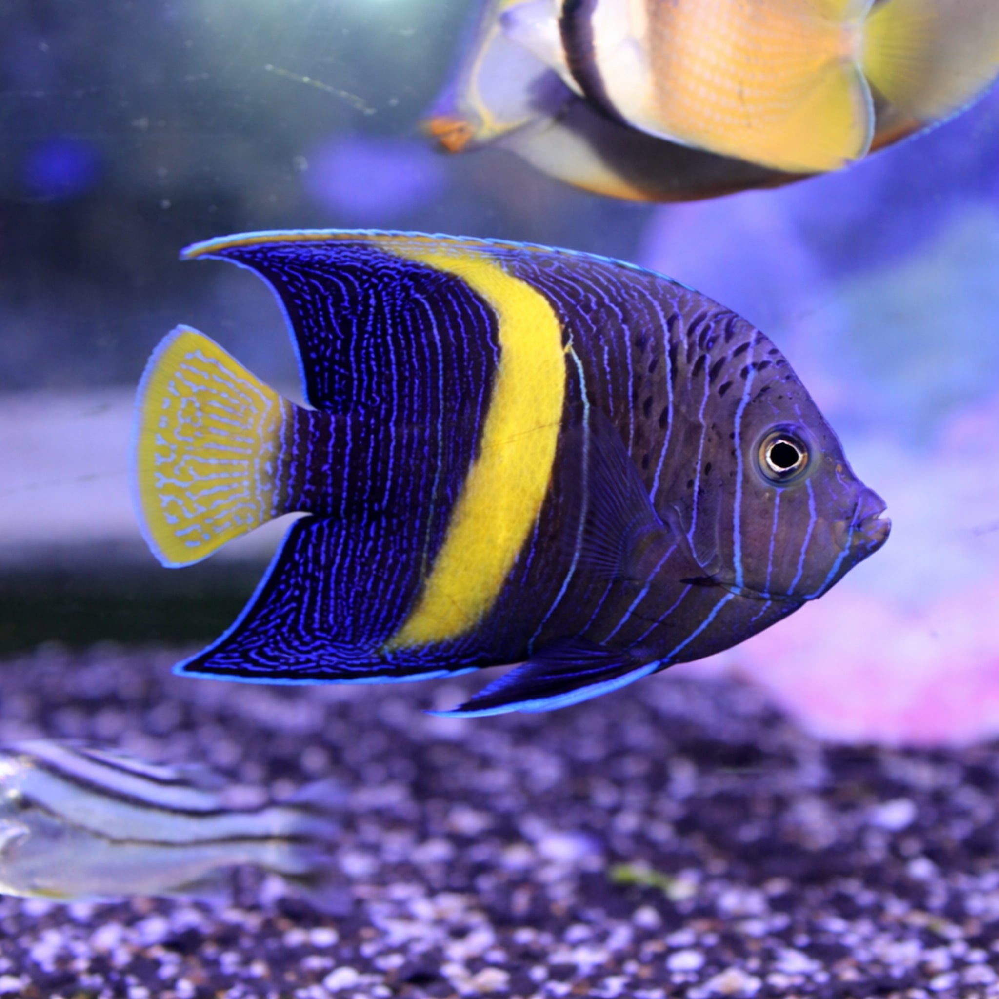 Purple Moon Angelfish [Pomacanthus maculosus]