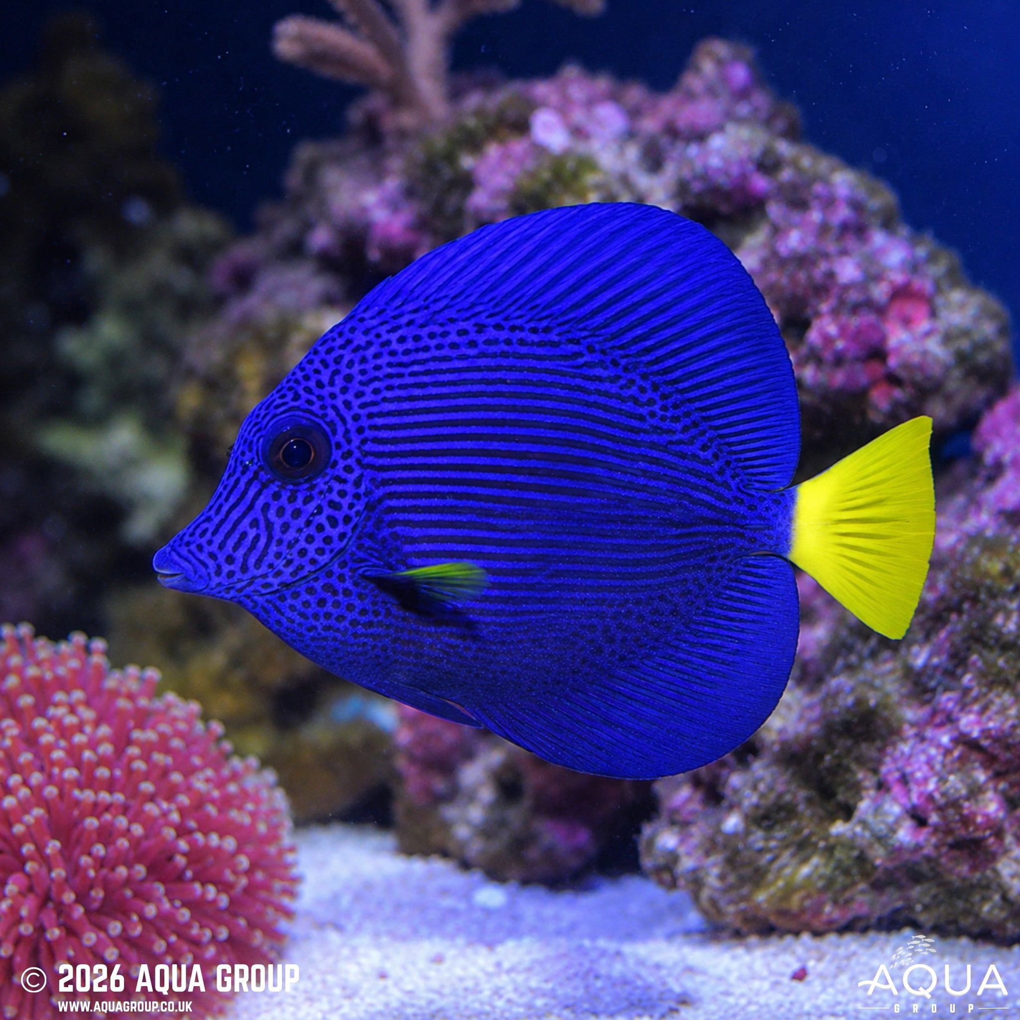 Purple Tang - Zebrasoma xanthurum