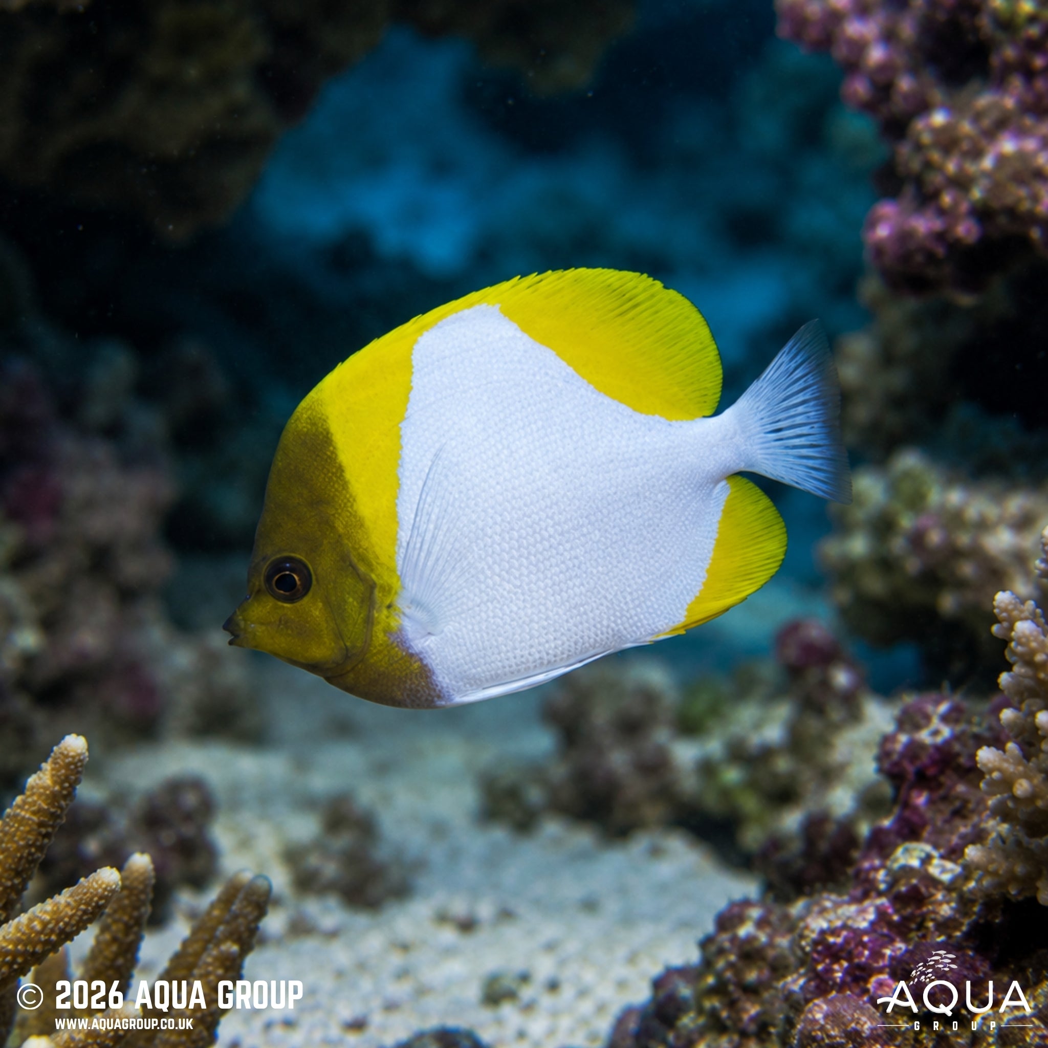 Pyramid Butterfly - Hemitaurichthys polylepis