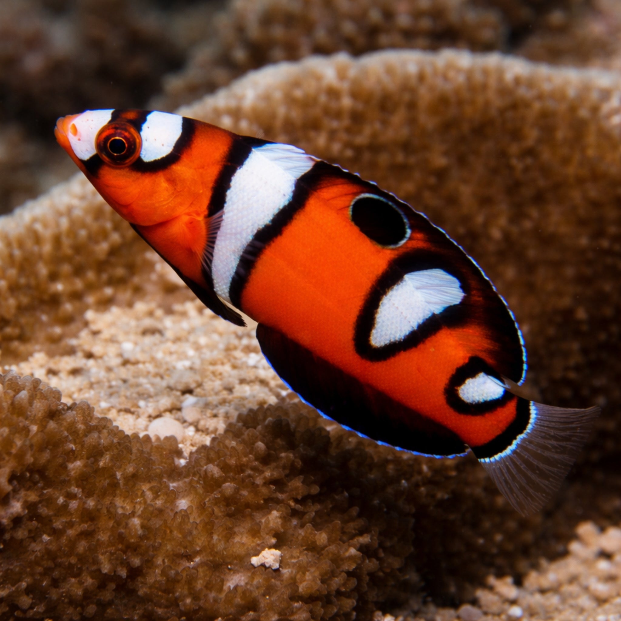 Queen Coris - Coris formosa