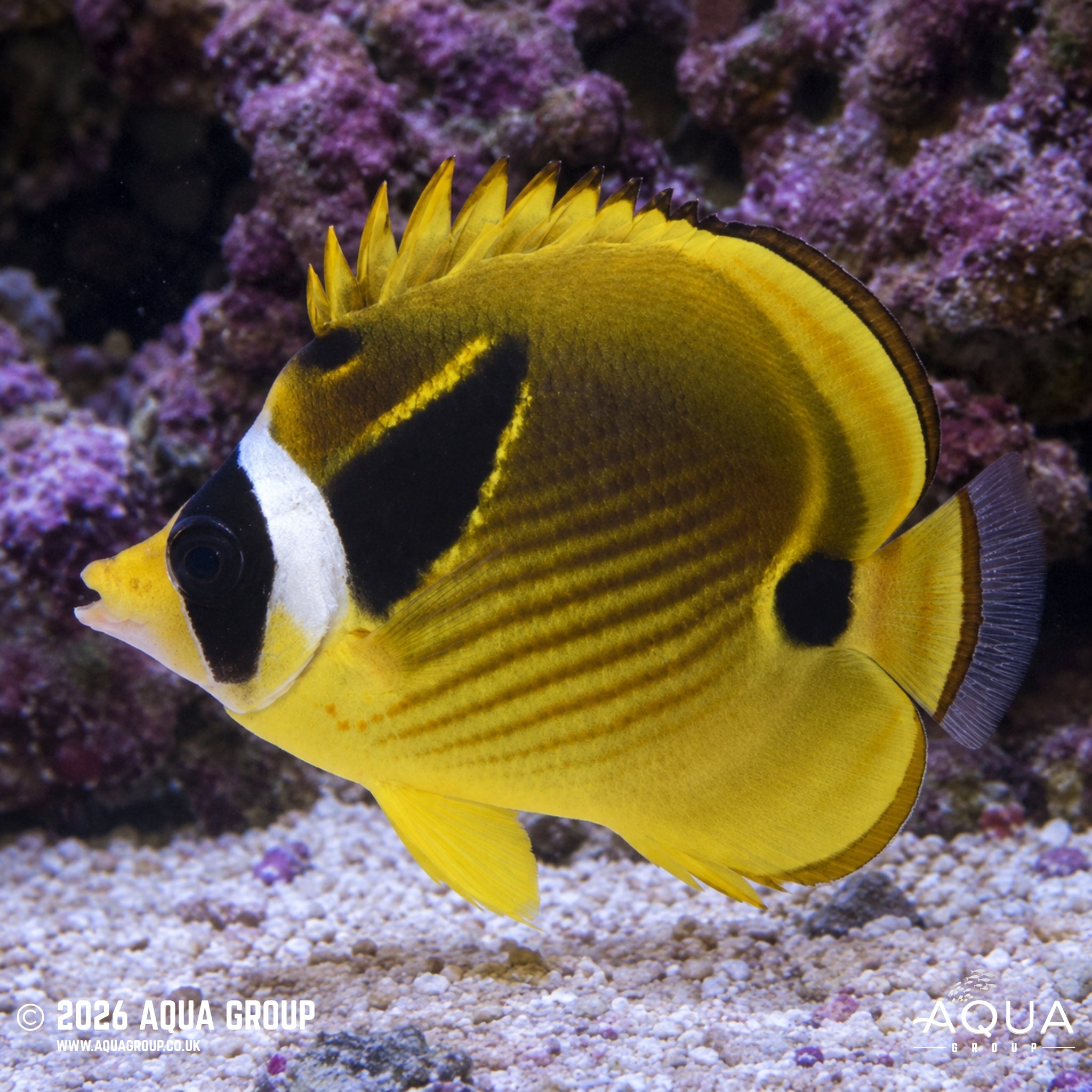 Raccoon Butterflyfish - Chaetodon lunula