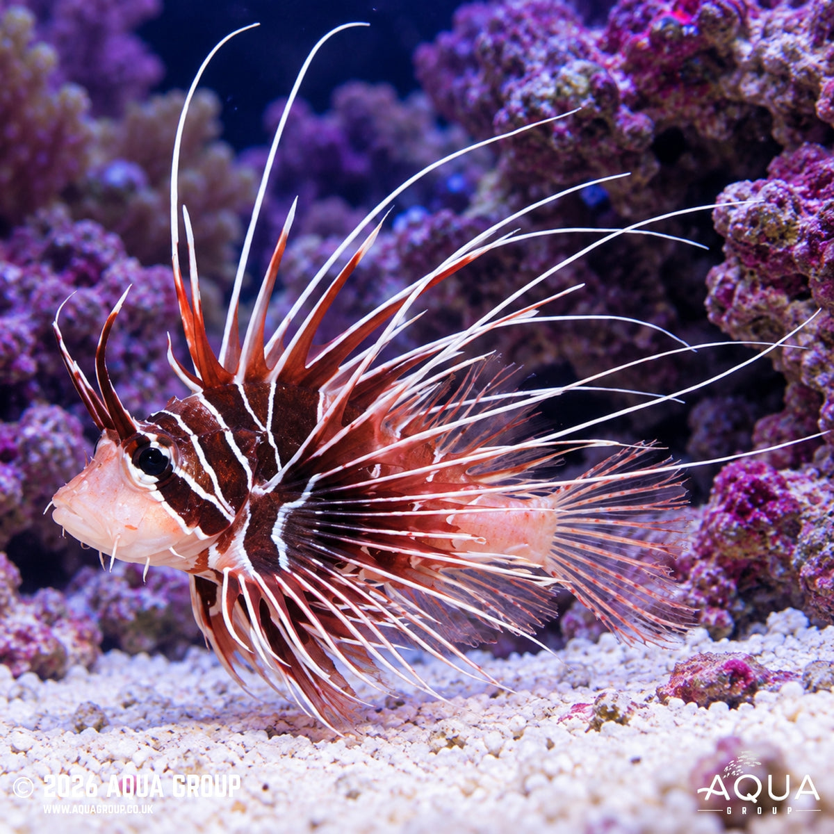 Radiata Lion - Pterois Radiata - Aqua Group