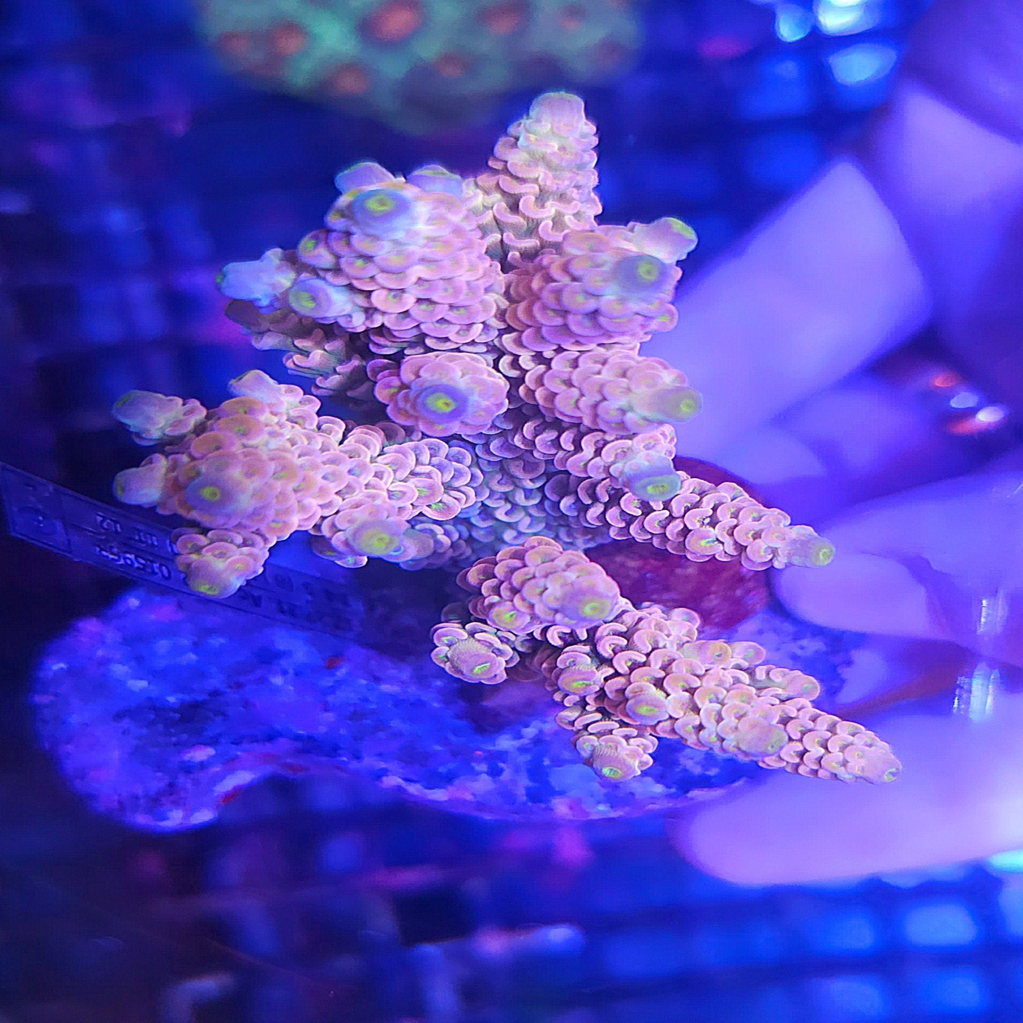 Rainbow Acropora Tenuis