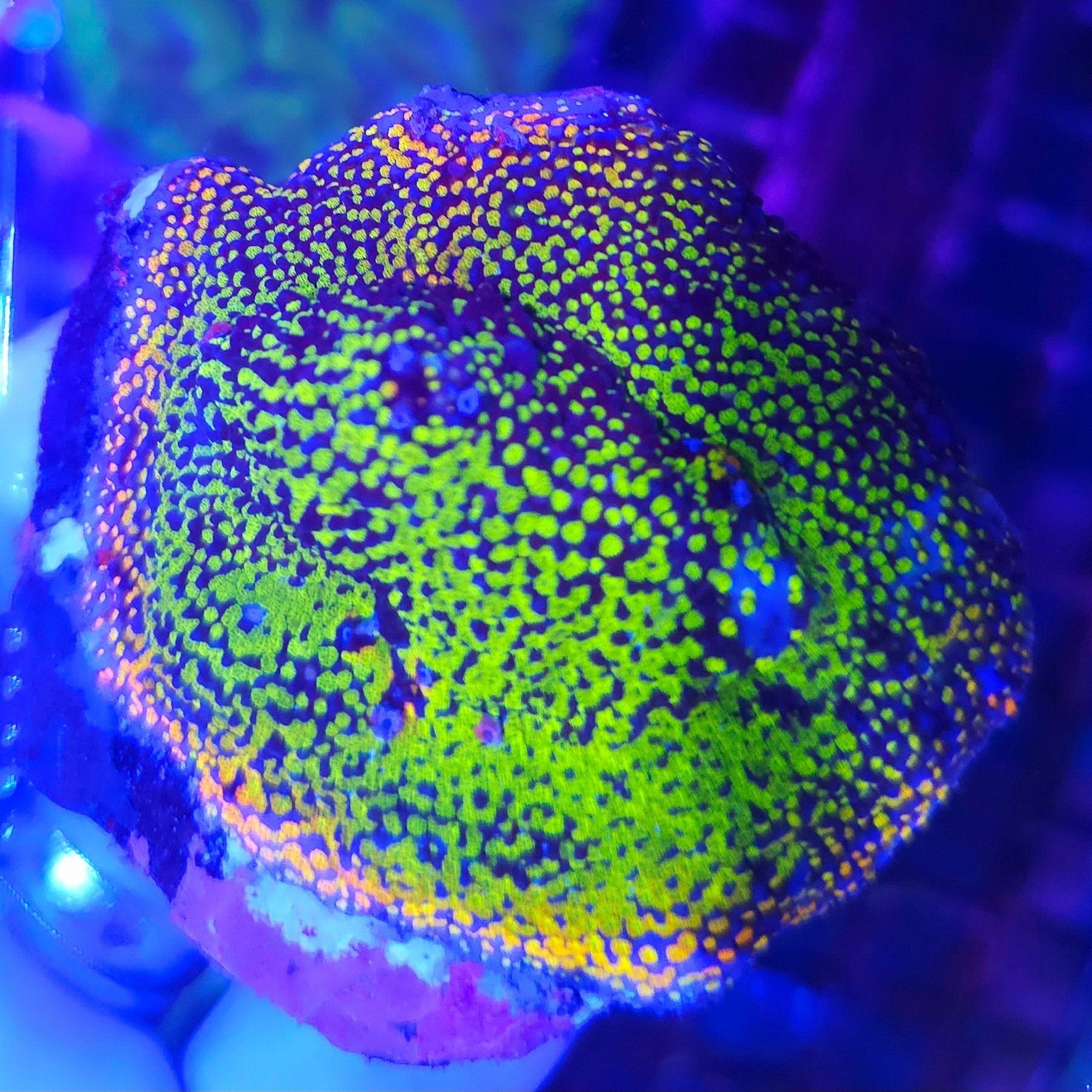 Rainbow Montipora