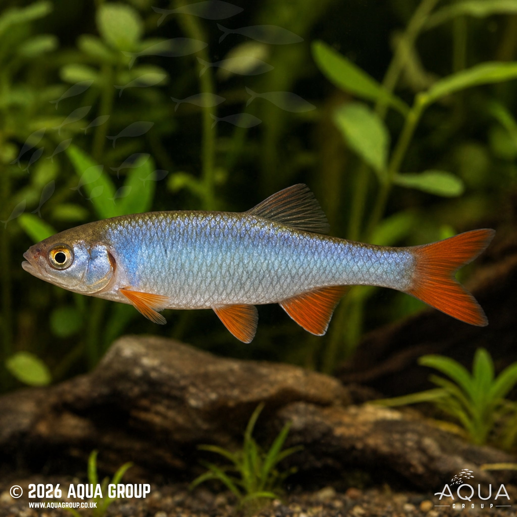 Rainbow Dace - Cyprinella lutrensis