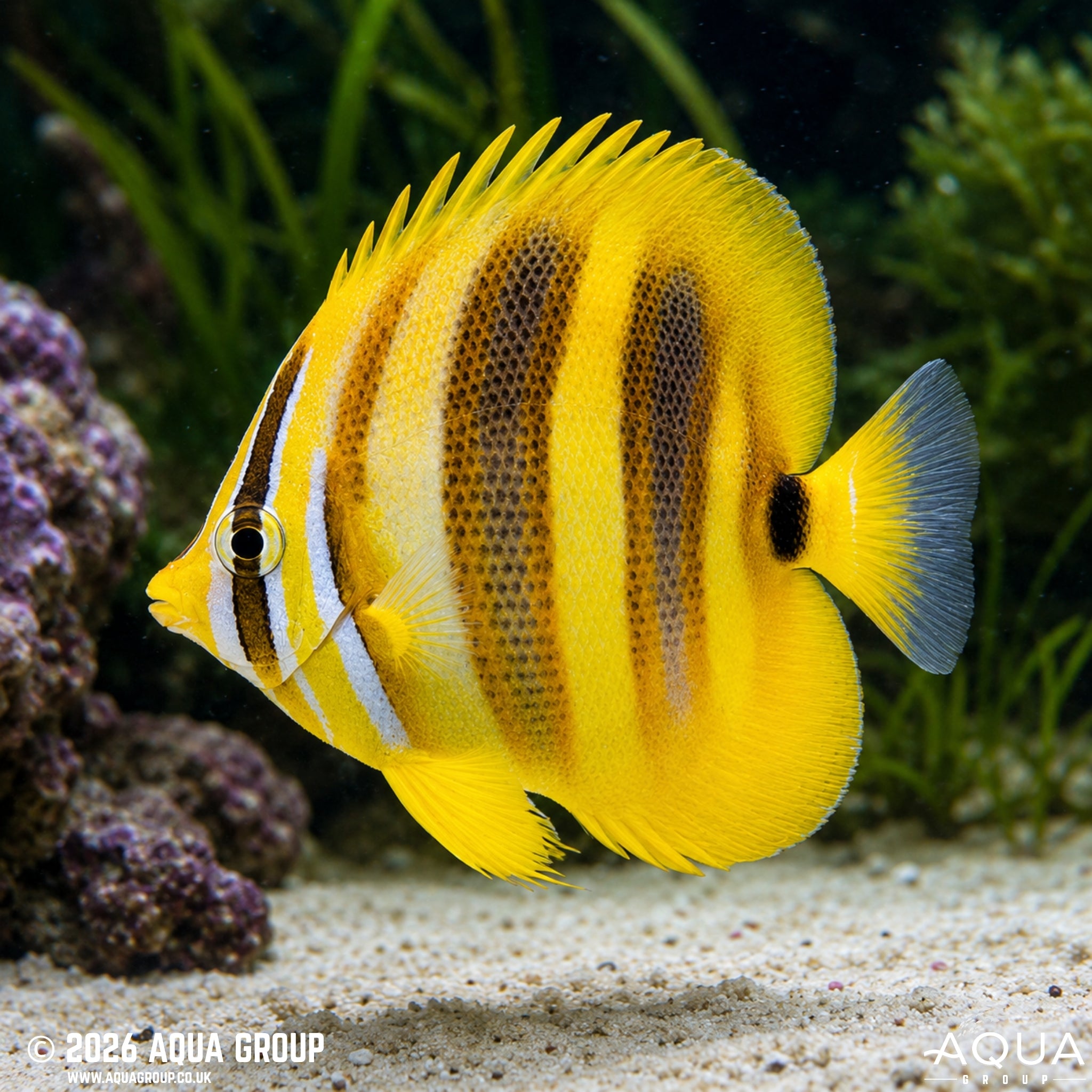 Rainford's Butterfly - Chaetodon rainfordi