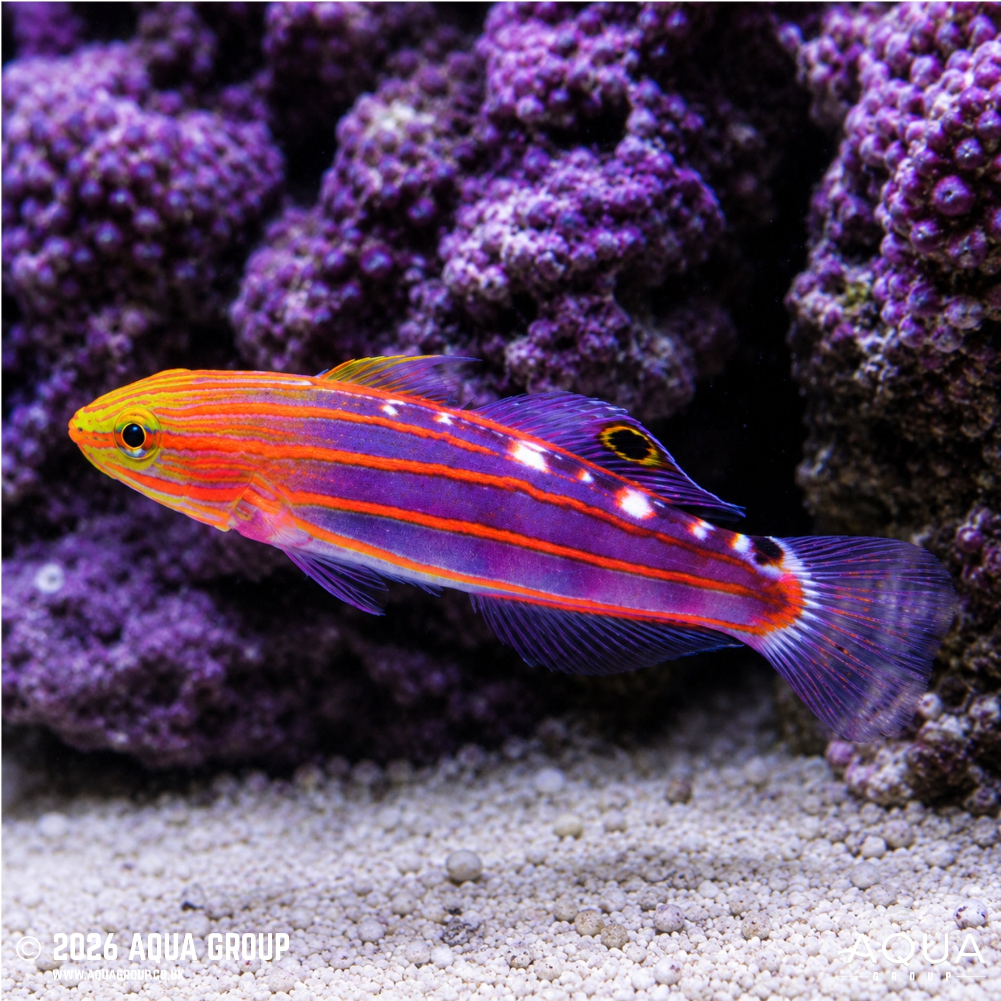 Rainfordi Court Jestor Goby - Amblygobius rainfordi
