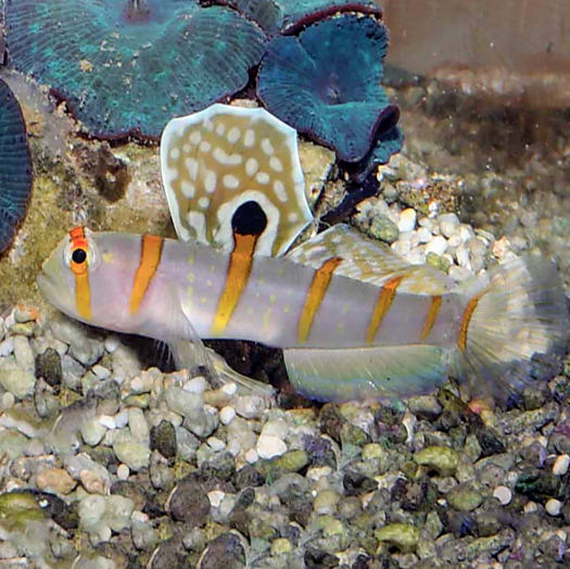 Randalli Goby