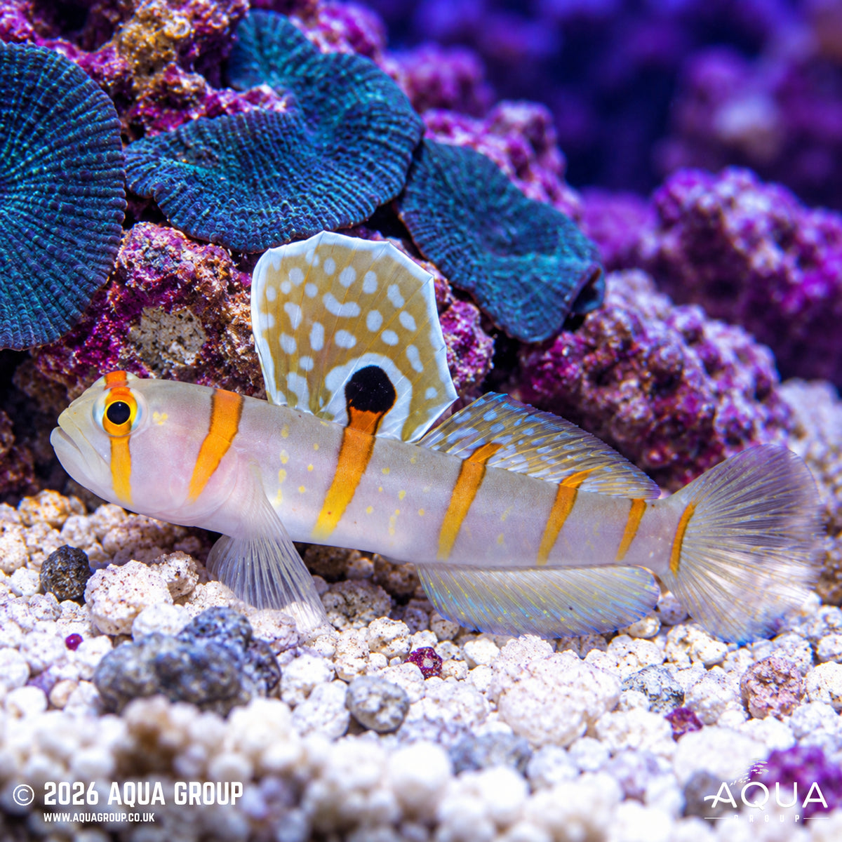 Randalls Goby - Amblyeleotris randalli