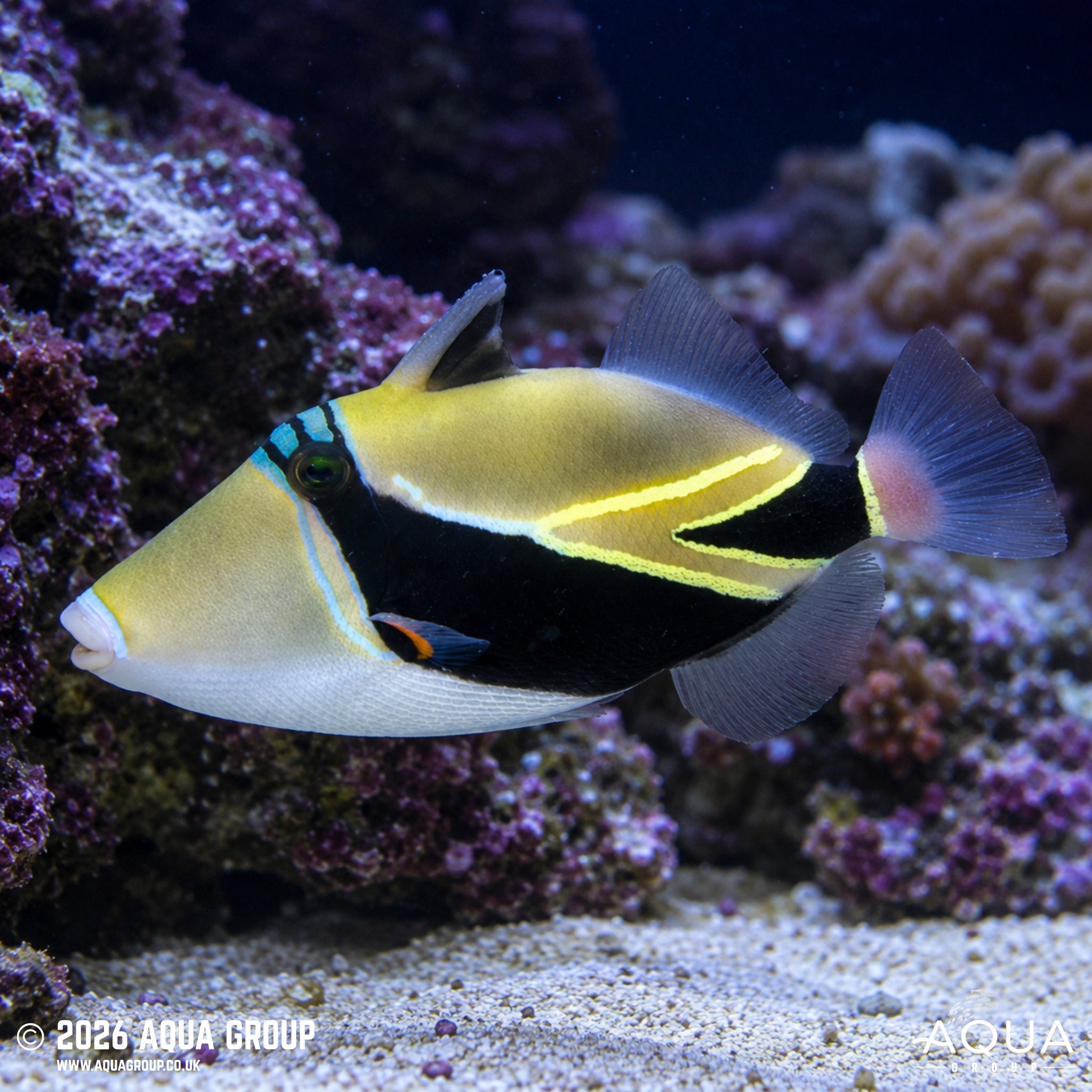 Rectangle Triggerfish - Rhinecanthus rectangulus