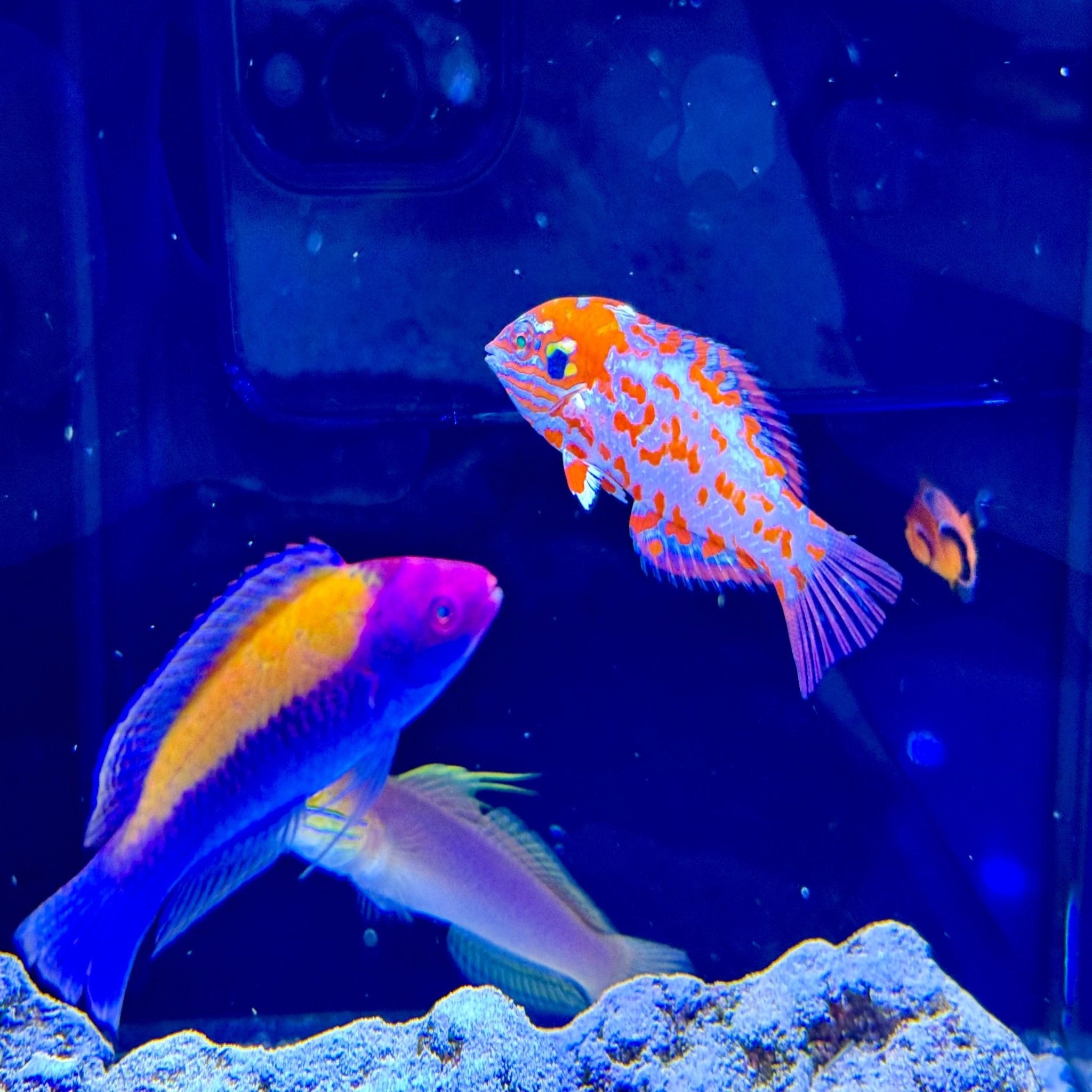 Red Leopard Wrasse (Macropharyngodon choati)