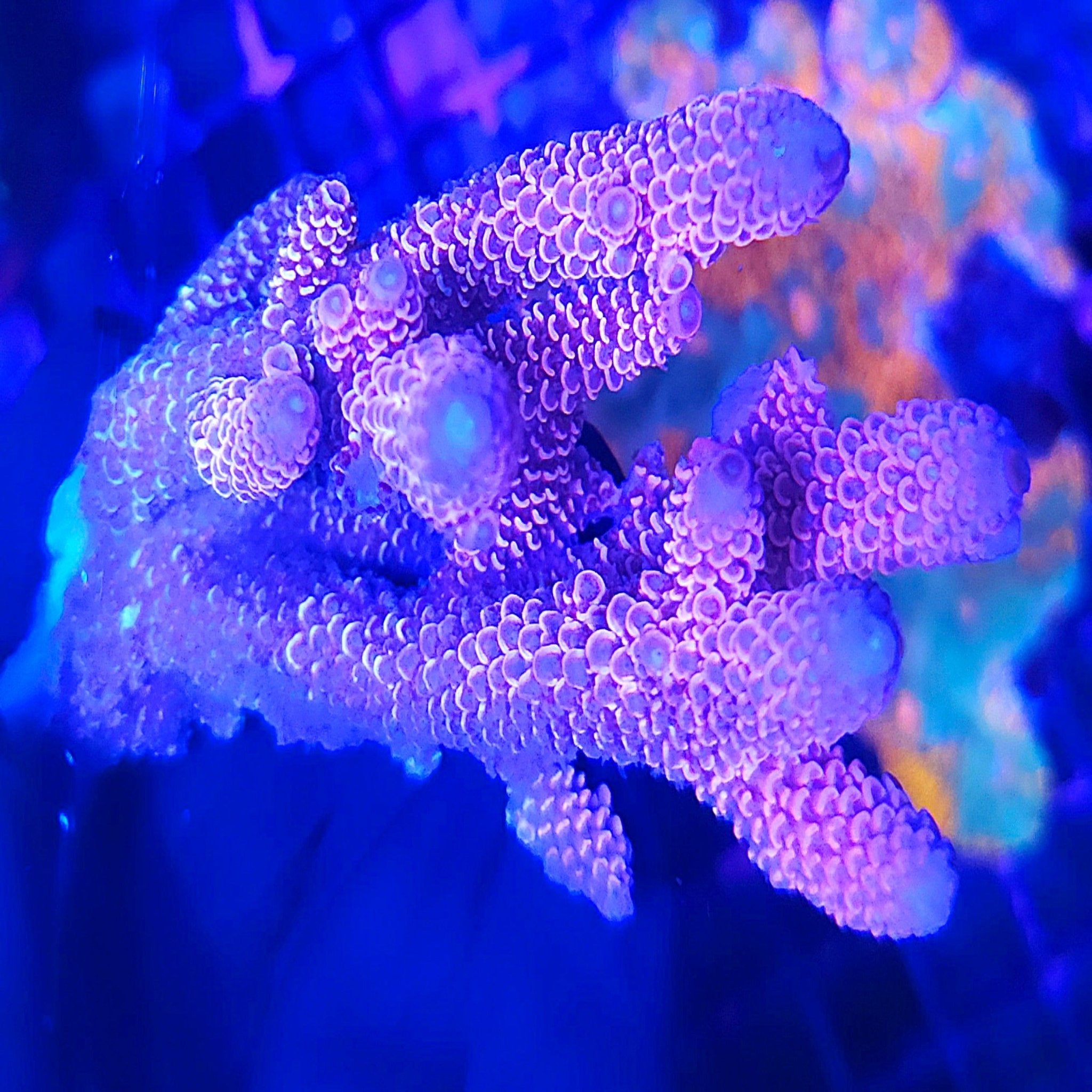 Red Spathulata Acropora