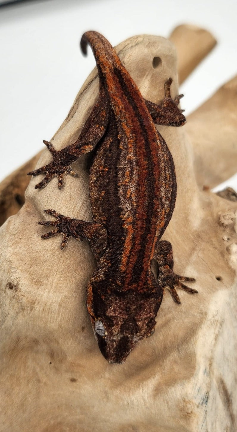 Red & Orange Stripe Gargoyle Gecko