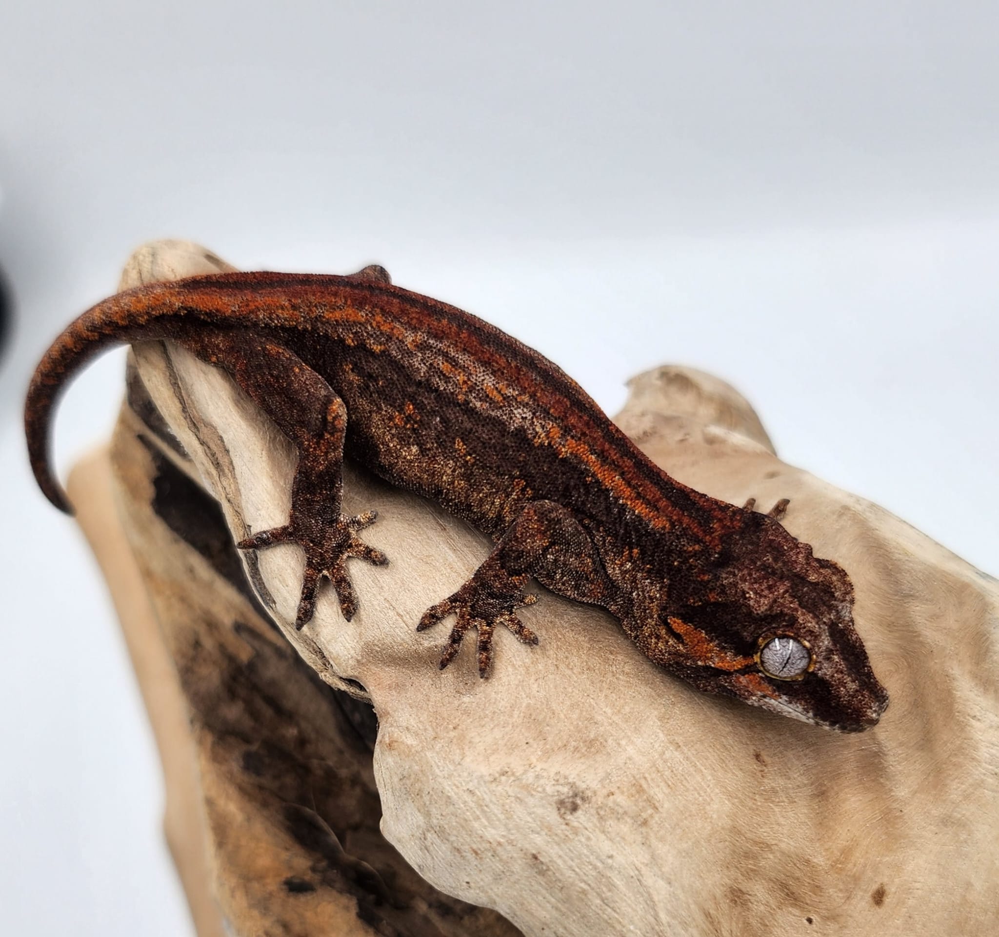 Red & Orange Stripe Gargoyle Gecko