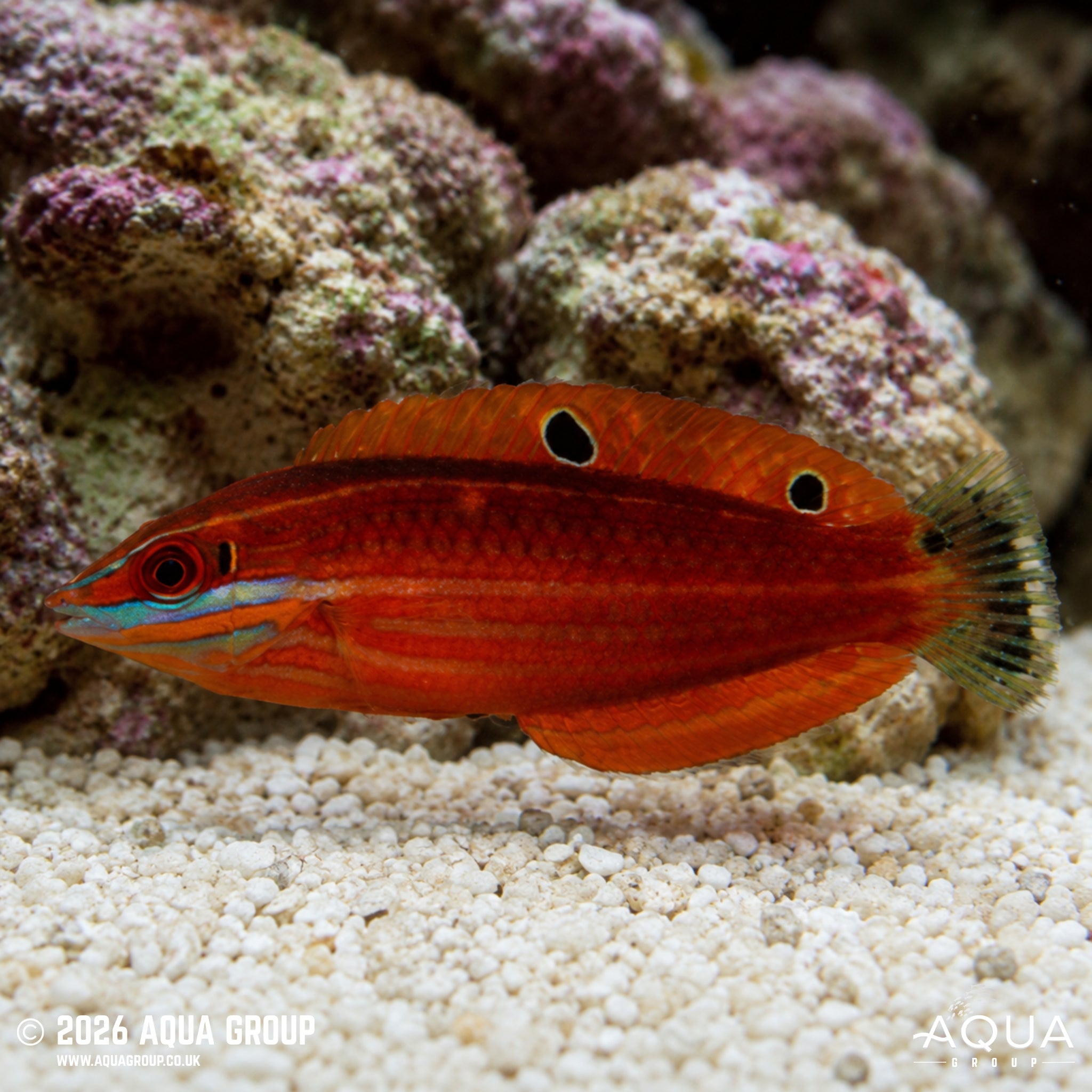 Red-lined Wrasse - Halichoeres biocellatus