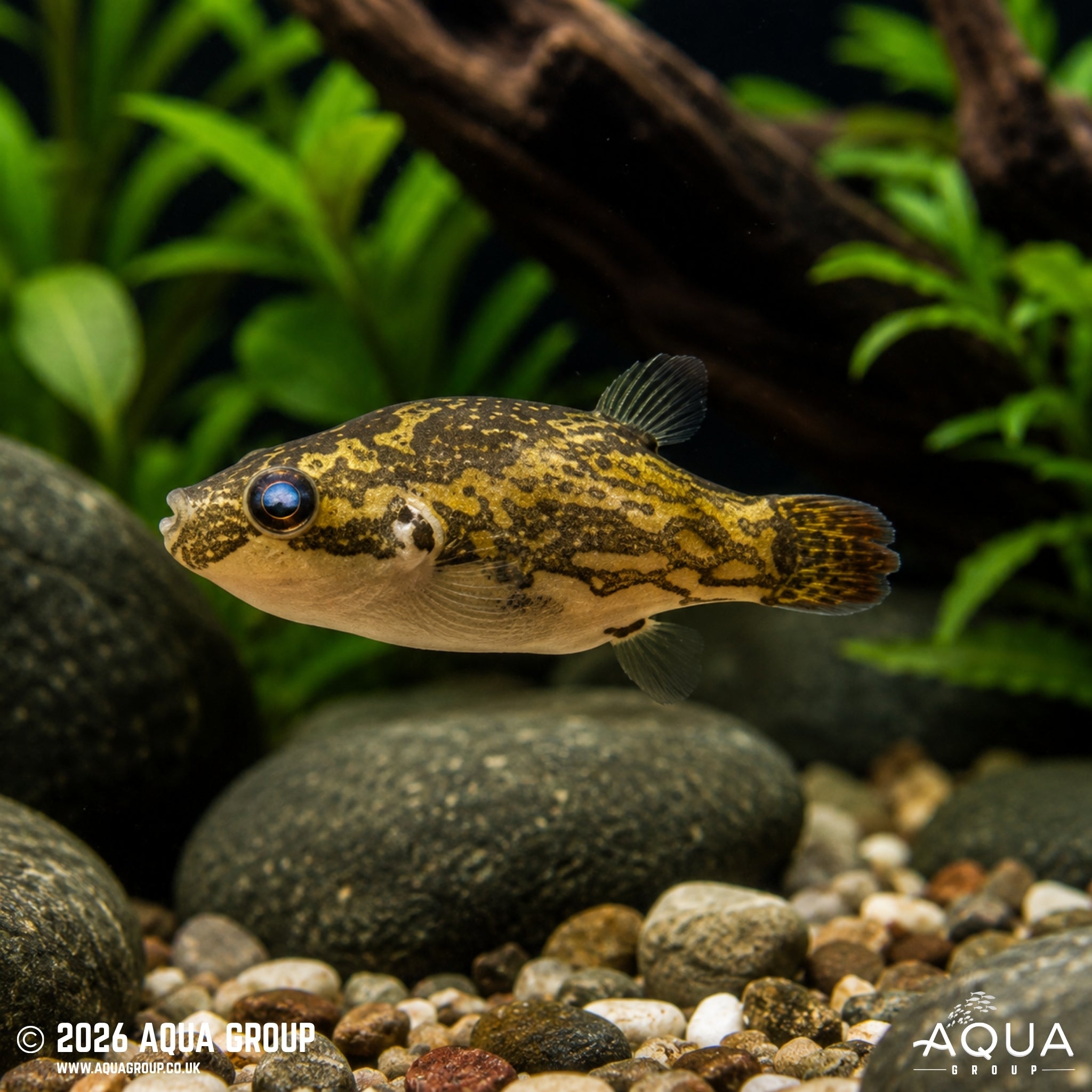 Red-tailed Red-eye Puffer – Carinotetraodon irrubesco