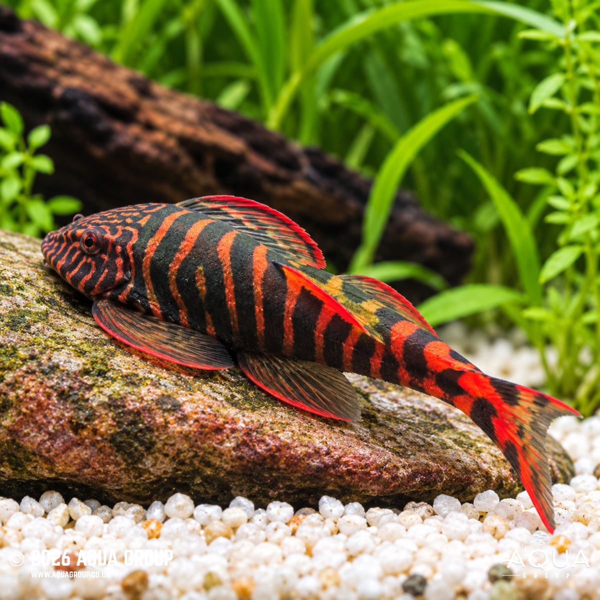 Rainbow Tiger Borneo Sucker - Gastromyzon sp.