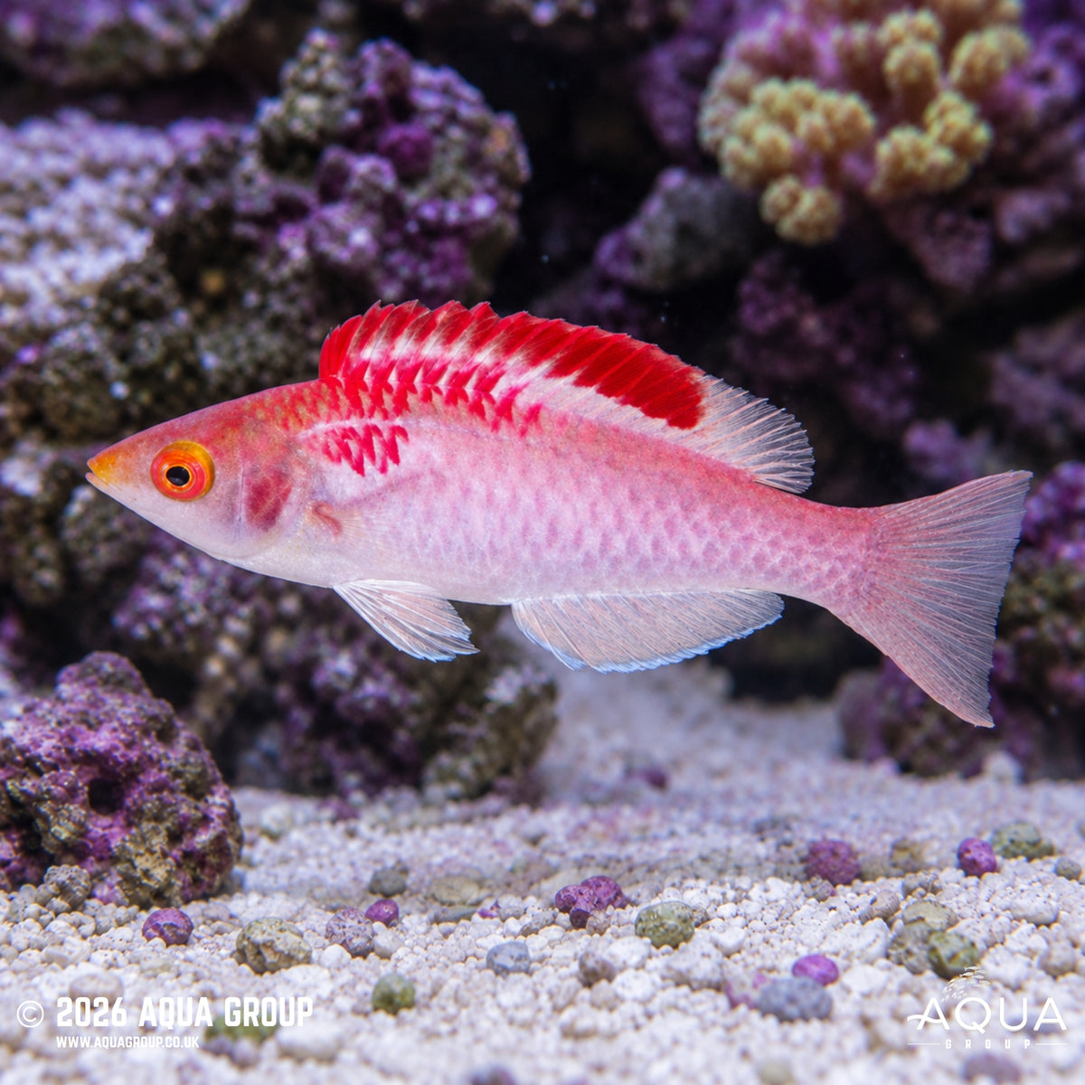 Red Finned Fairy Wrasse - Cirrhilabrus adornatus
