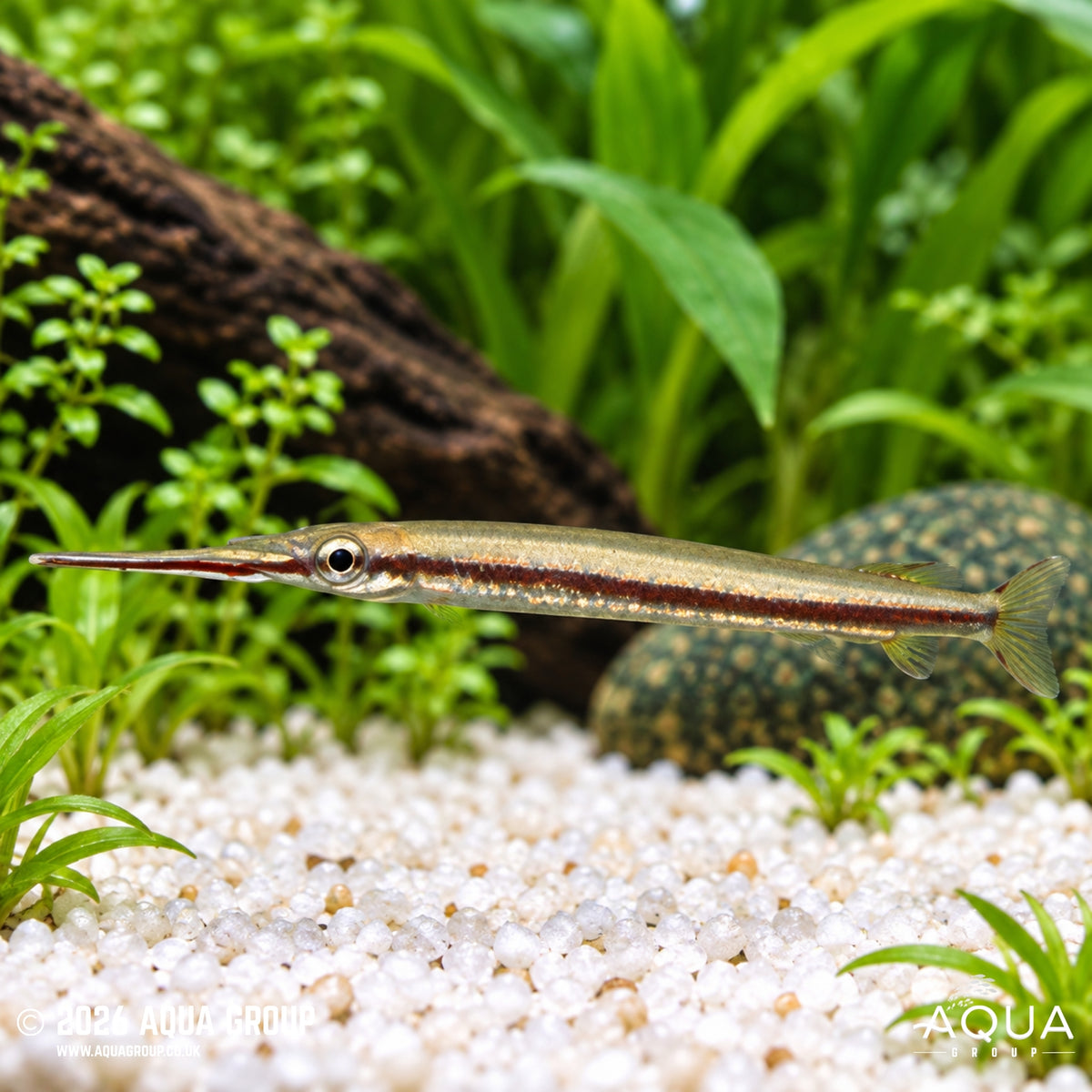 Red Halfbeak - Hemirhamphodon tengah