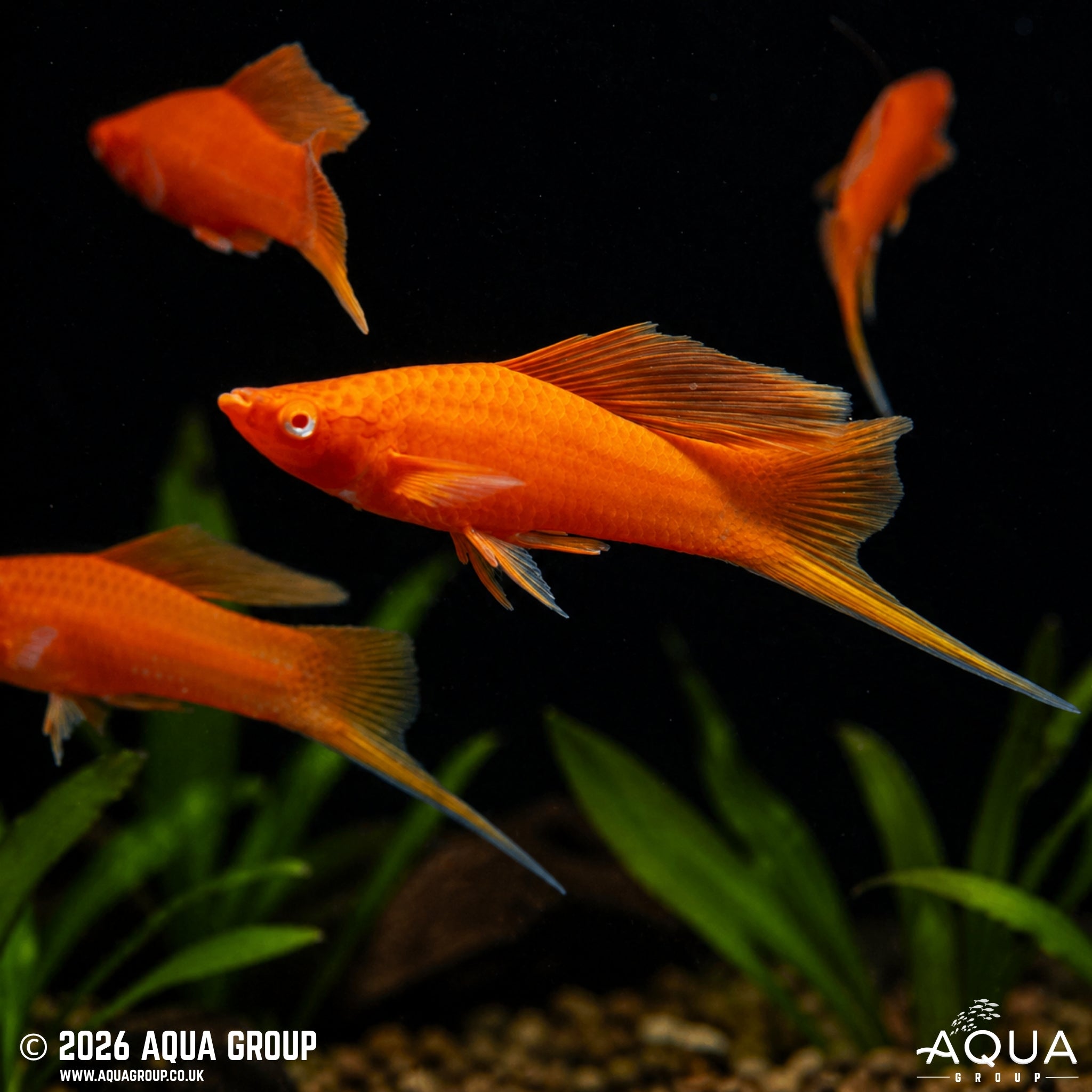Red Hi-Fin Swordtail - Xiphophorus helleri