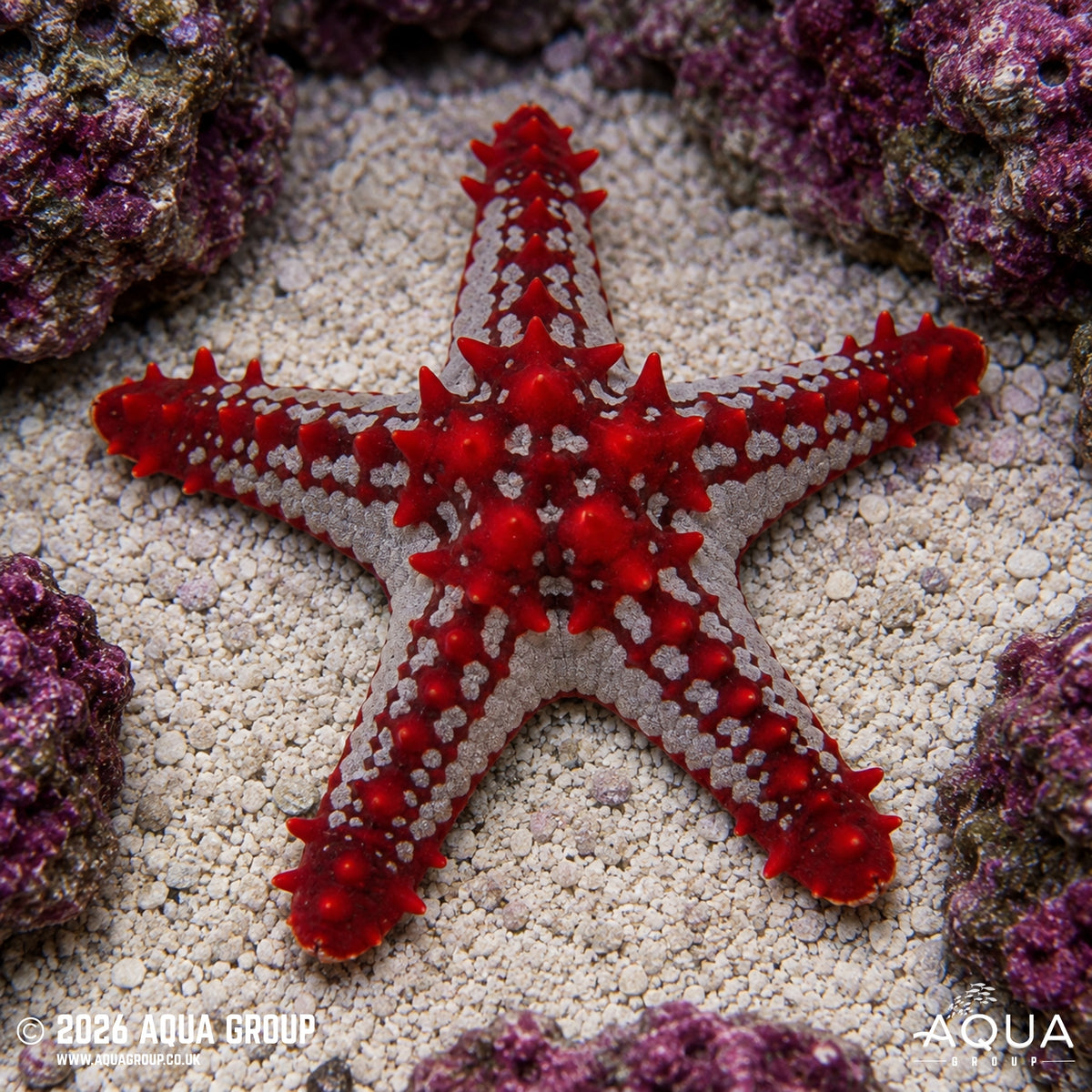 Red Knobbed Starfish - Protoreaster lincki
