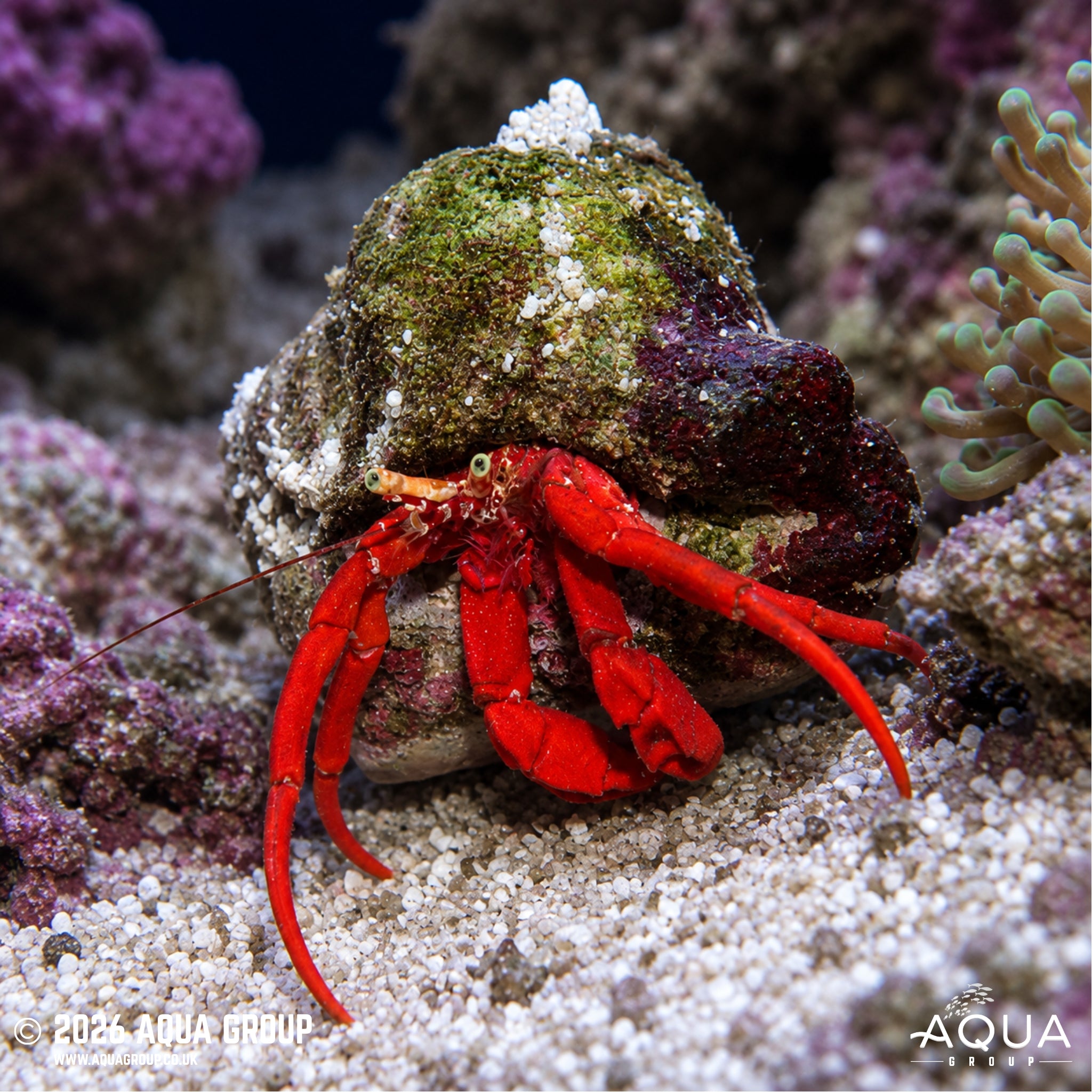 Red Leg Hermit Crab - Paguristes cadenati