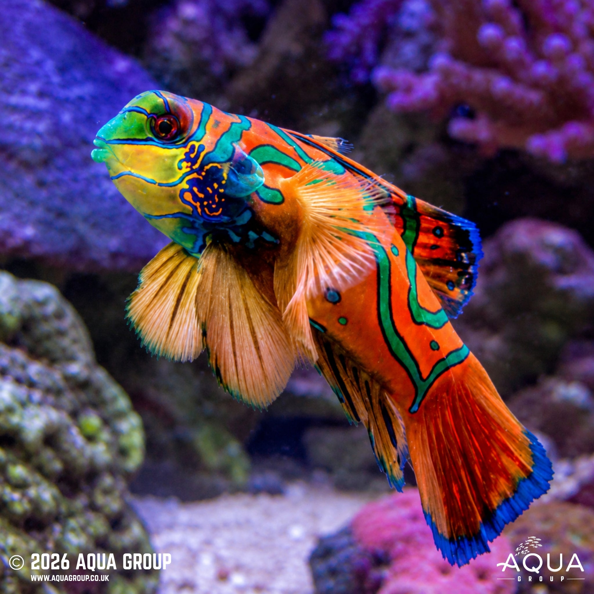 Red Mandarin - Pterosynchiropus splendidus