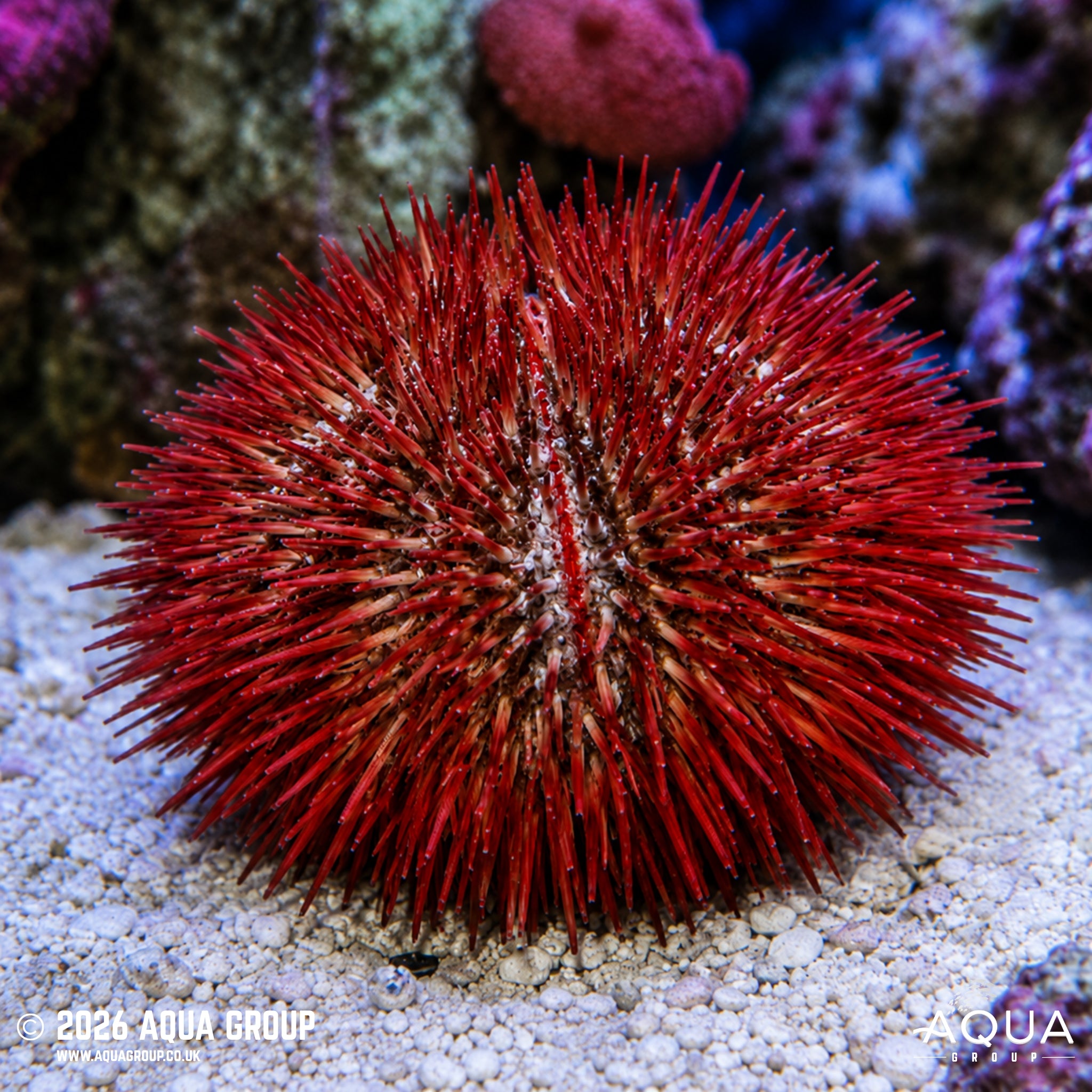 Red Pincushion Urchin - Echindomarta sp.