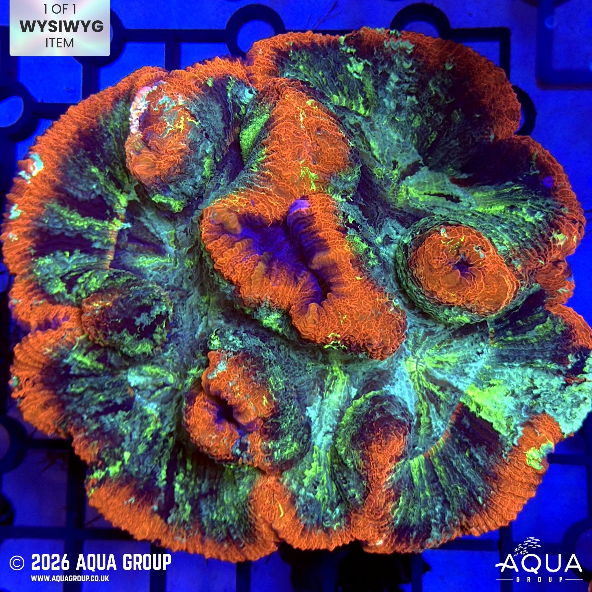 Red Rimmed Trachyphyllia #5 - WYSIWYG