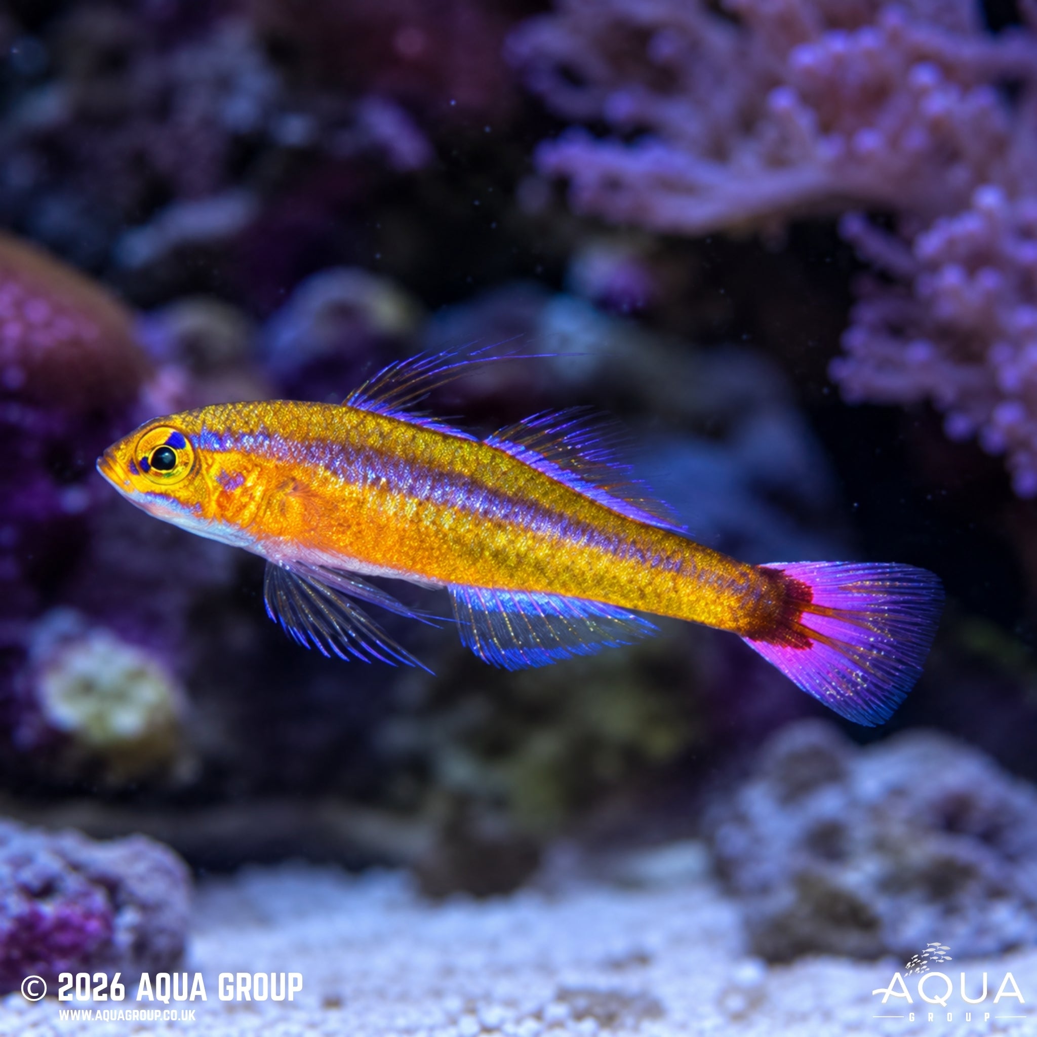 Red Spot Tail Goby - Trimma caudomaculatum