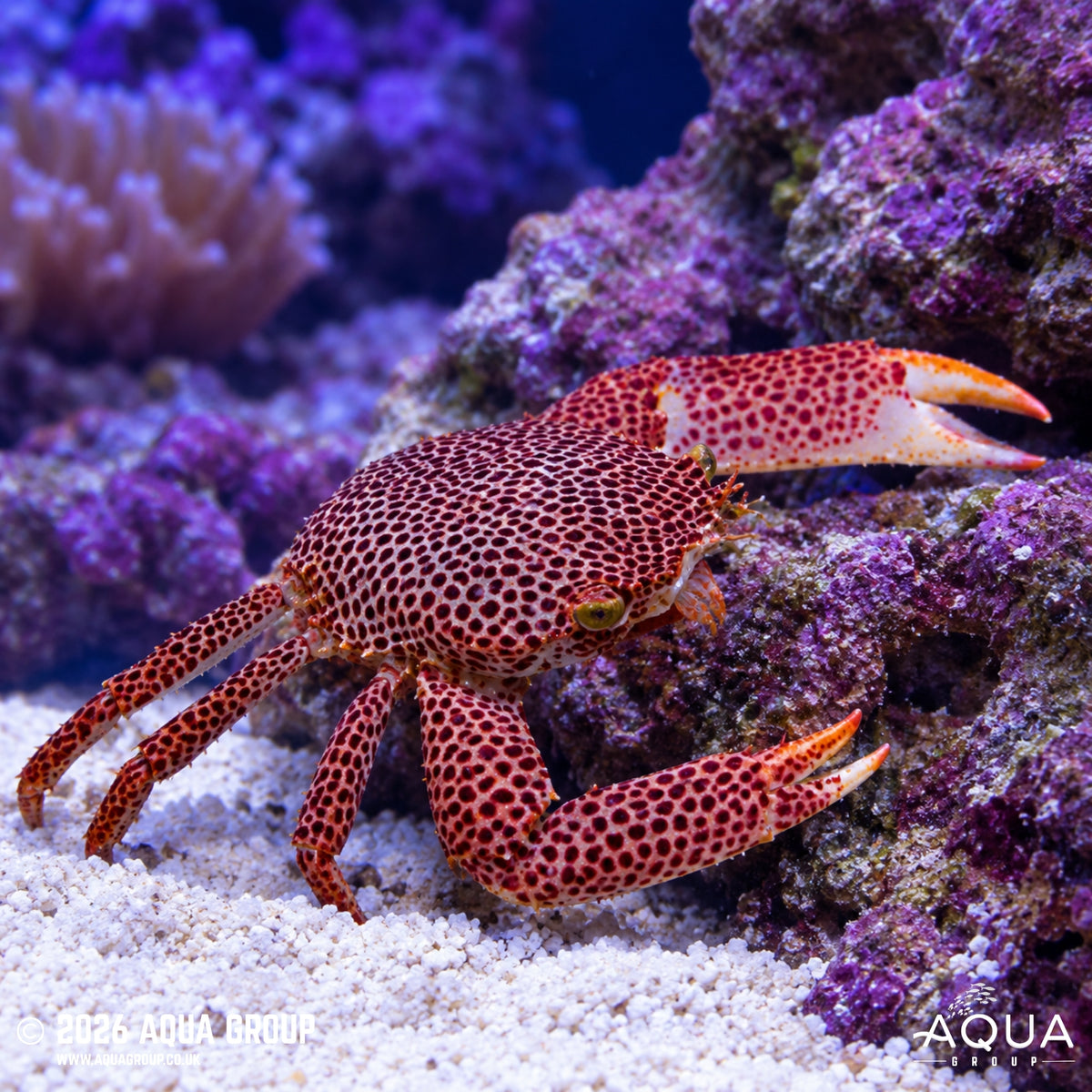 Red Spotted Coral Crab - Trapezia rufopunctata