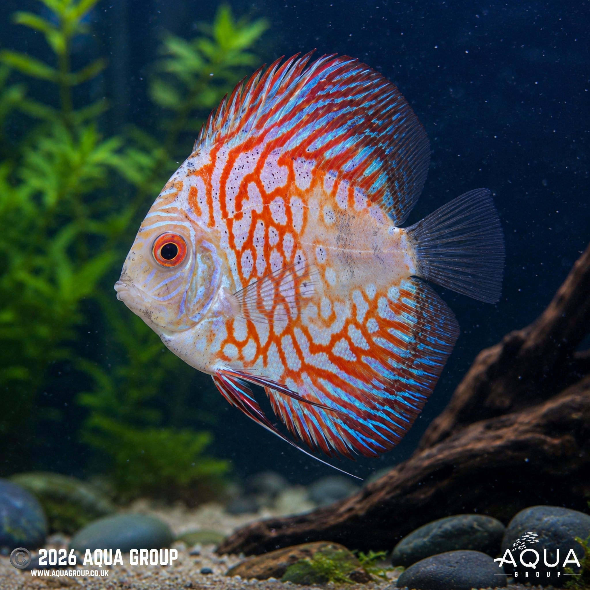 Red Stone Pigeon Discus - Symphysodon discus